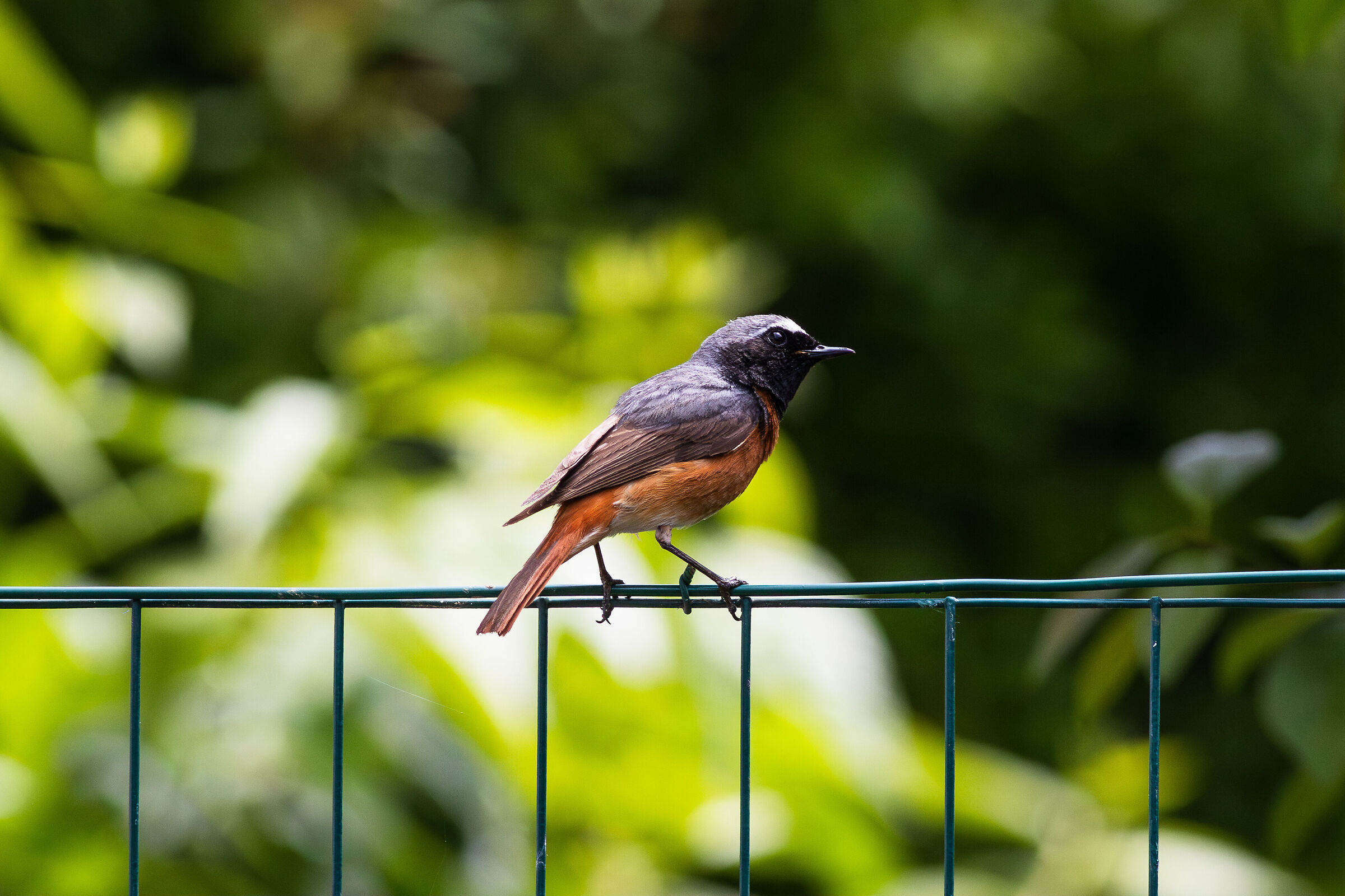 Common Redstart