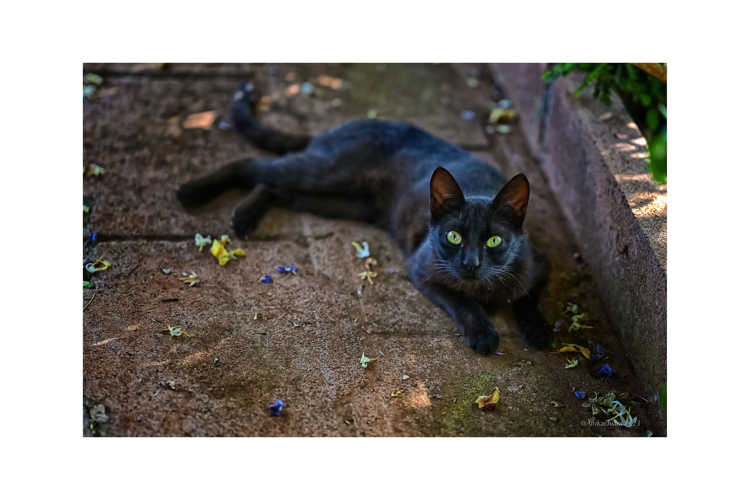 I wanted a black cat...