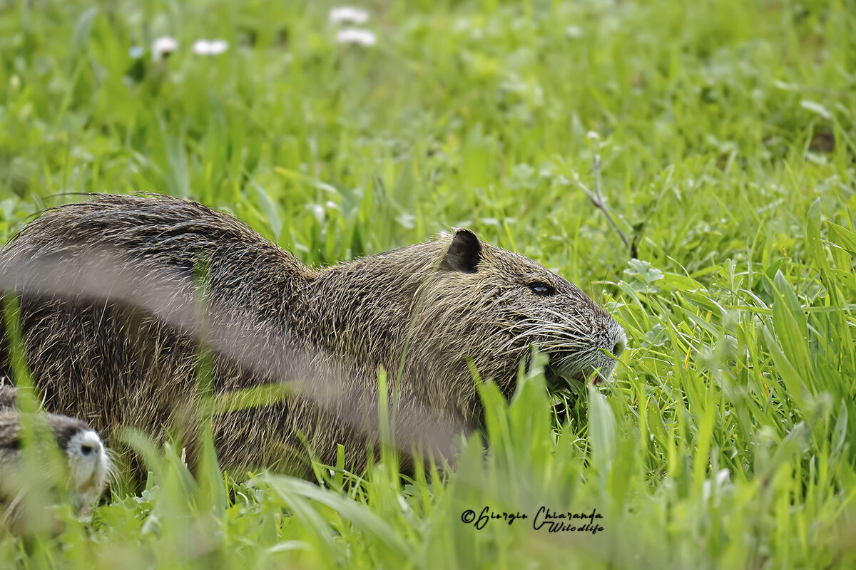 Nutria (Myocastor coypus)