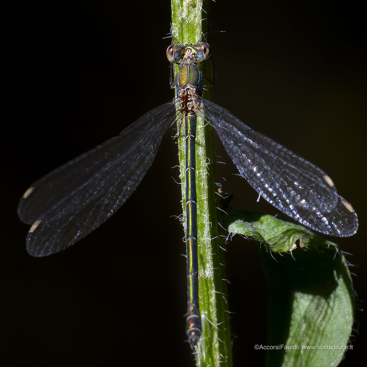 Libellula