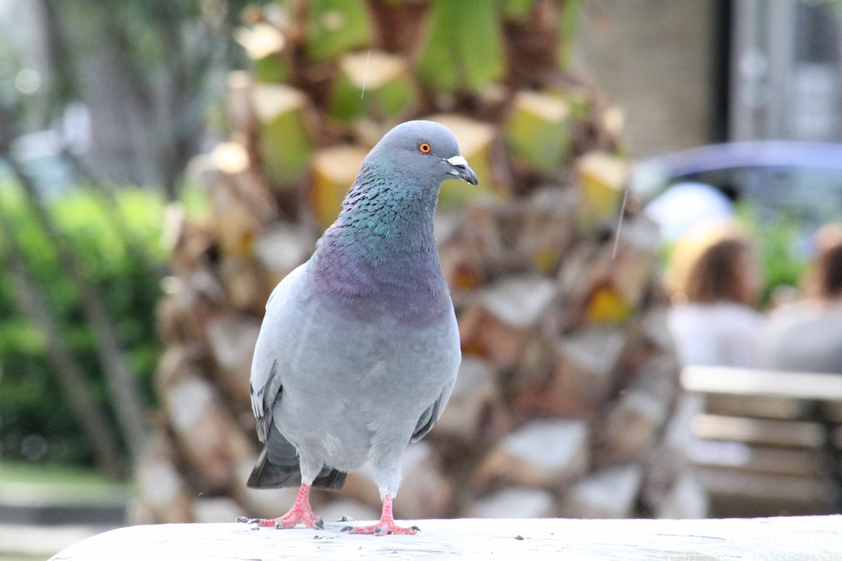 Pigeon