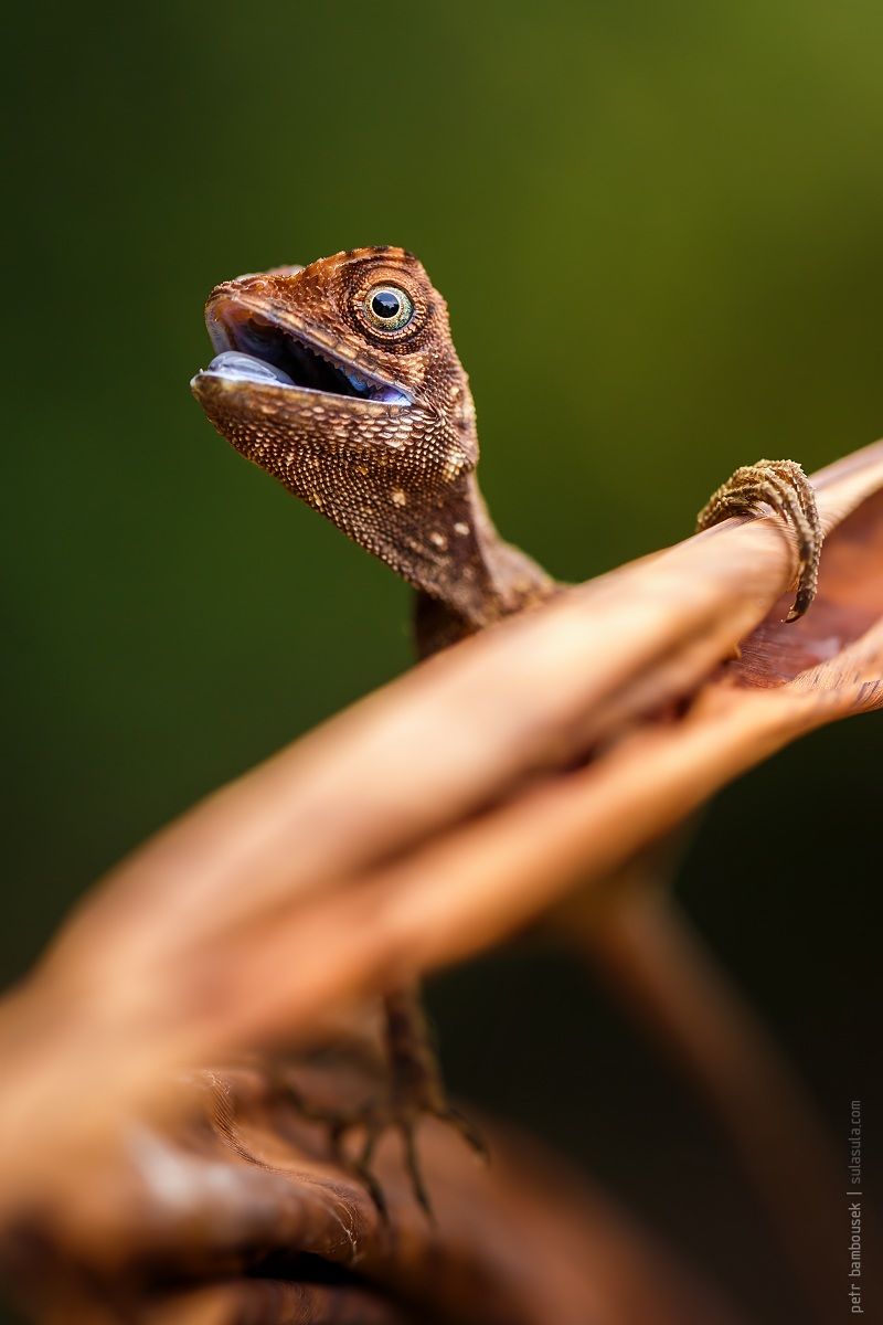 Dusky Earless Agama | Borneo