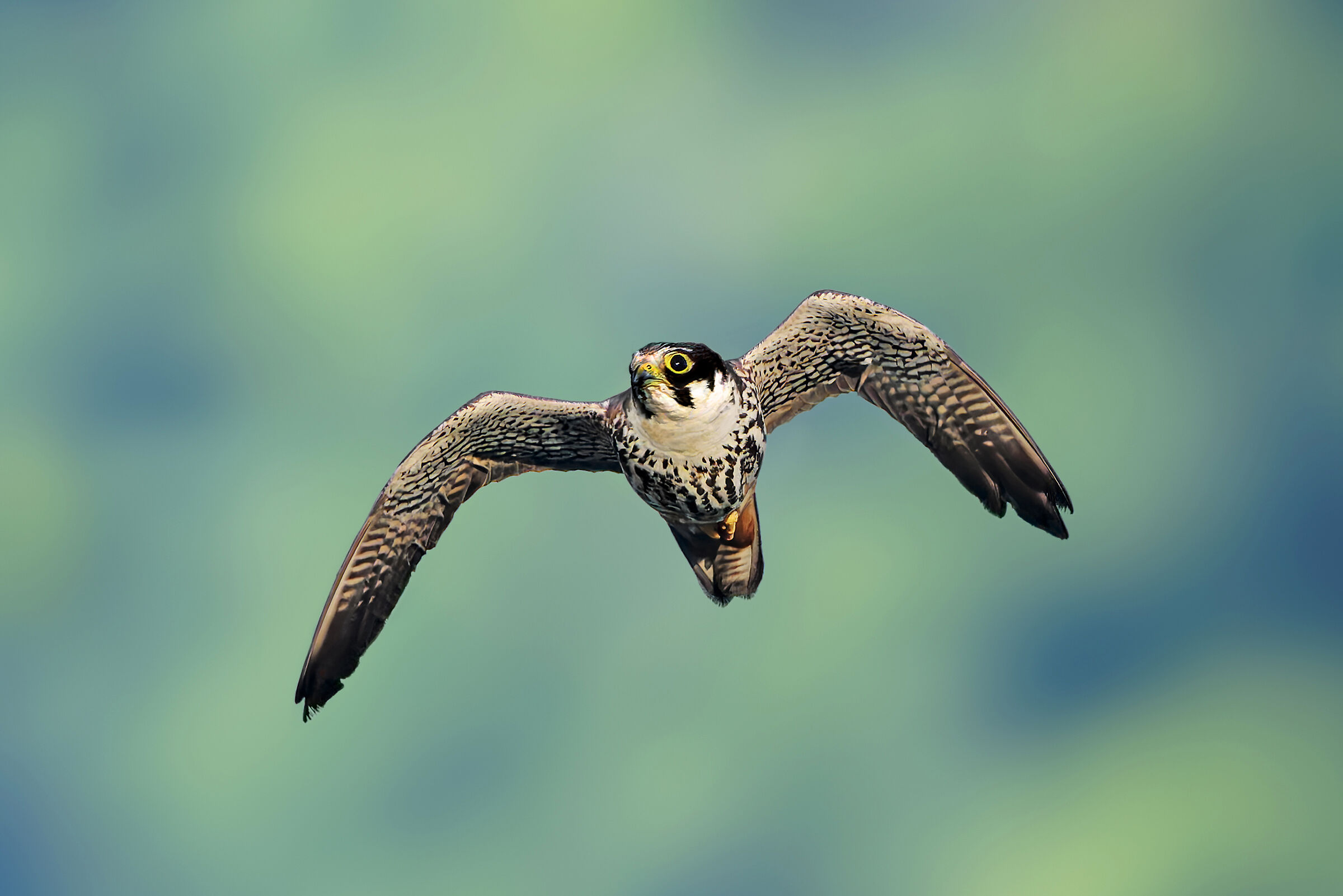 Eurasian hobby
