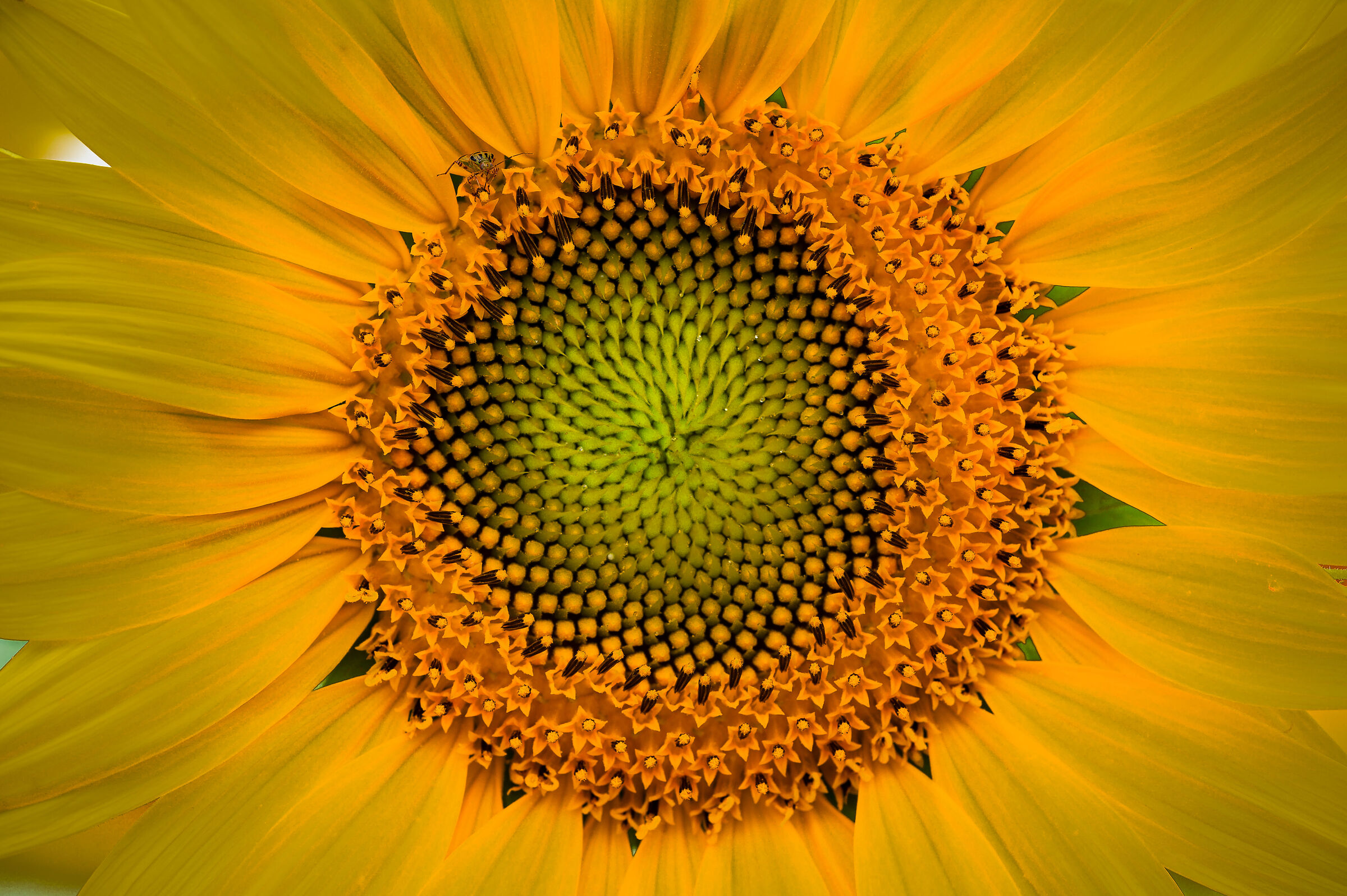 Sunflower