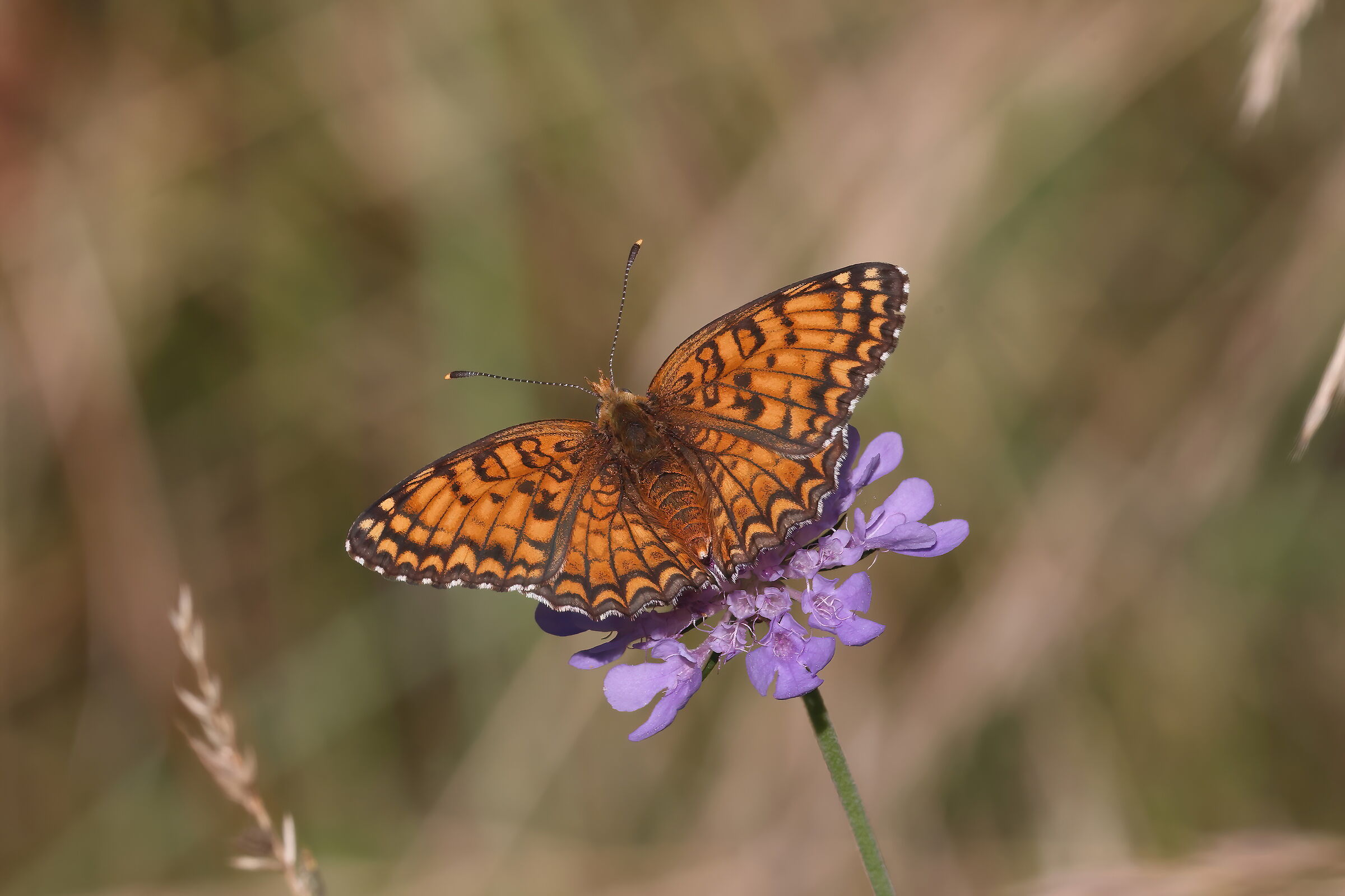 Melitaea phoebe