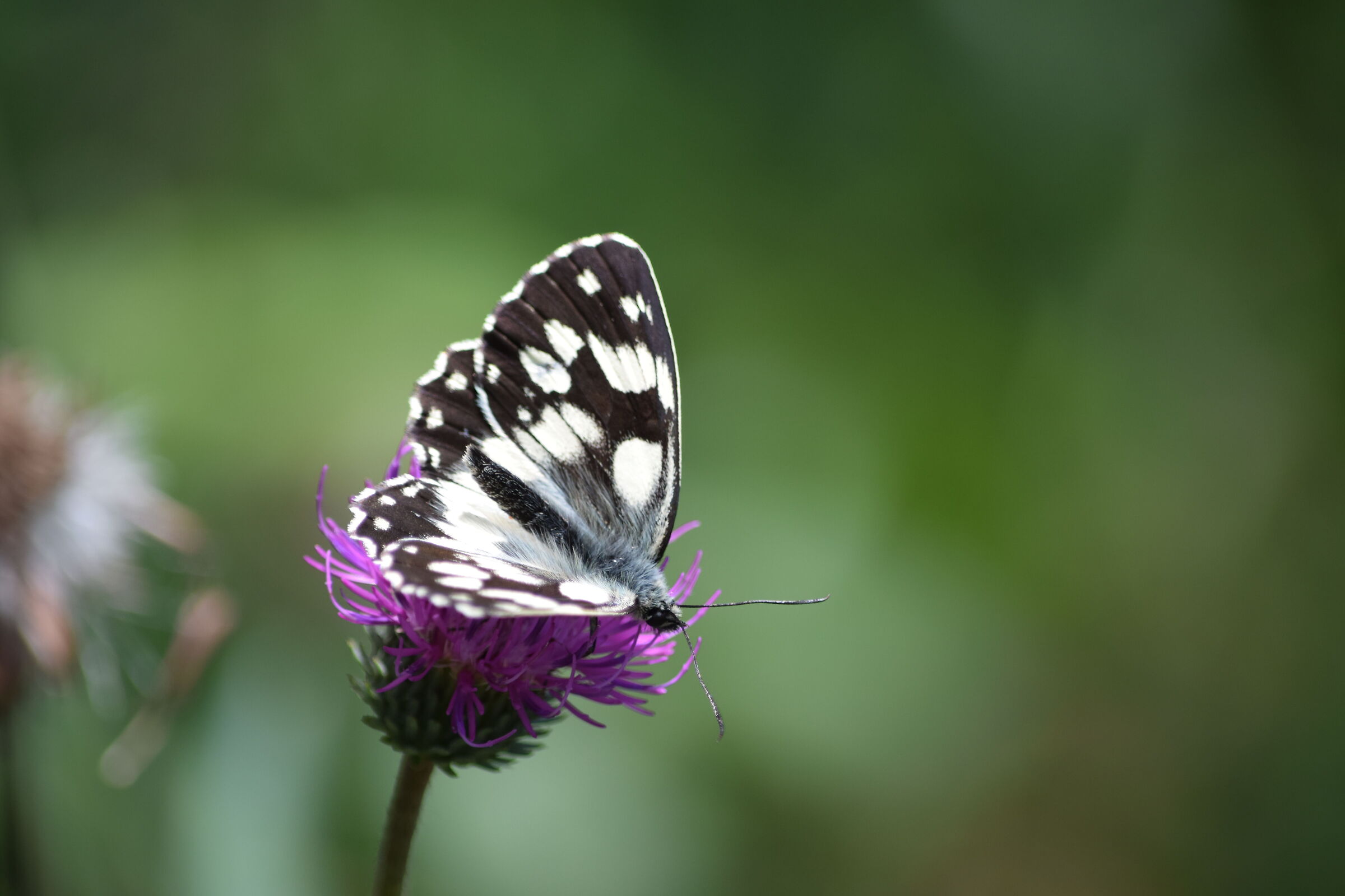 Melanargia galathea