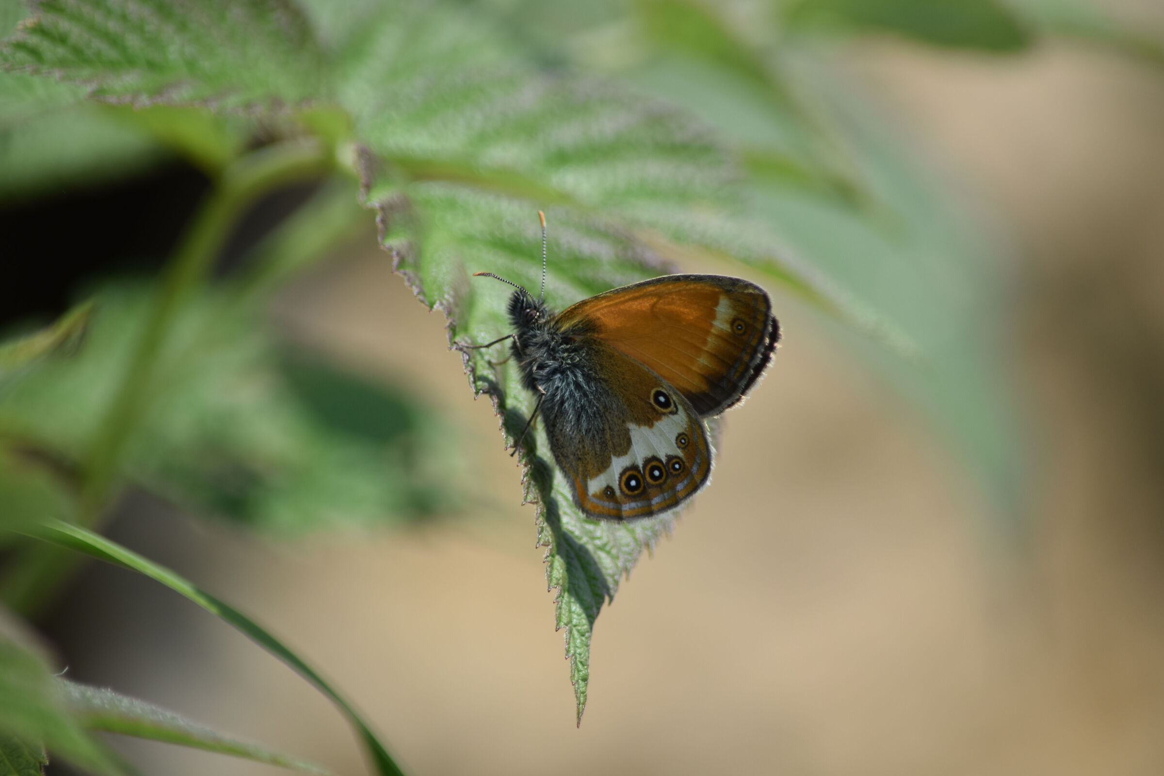 Coenonympha arcania