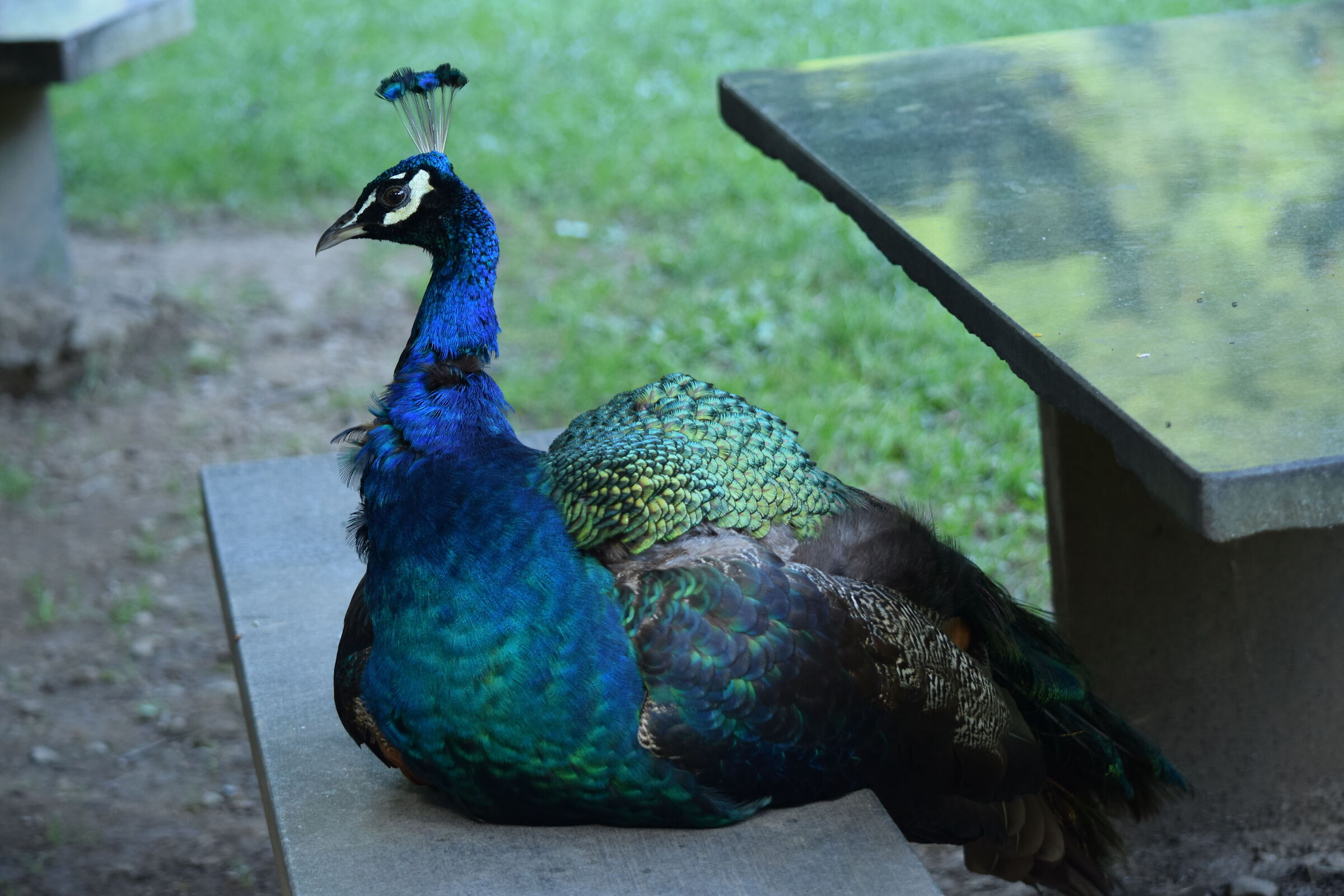 Peacock