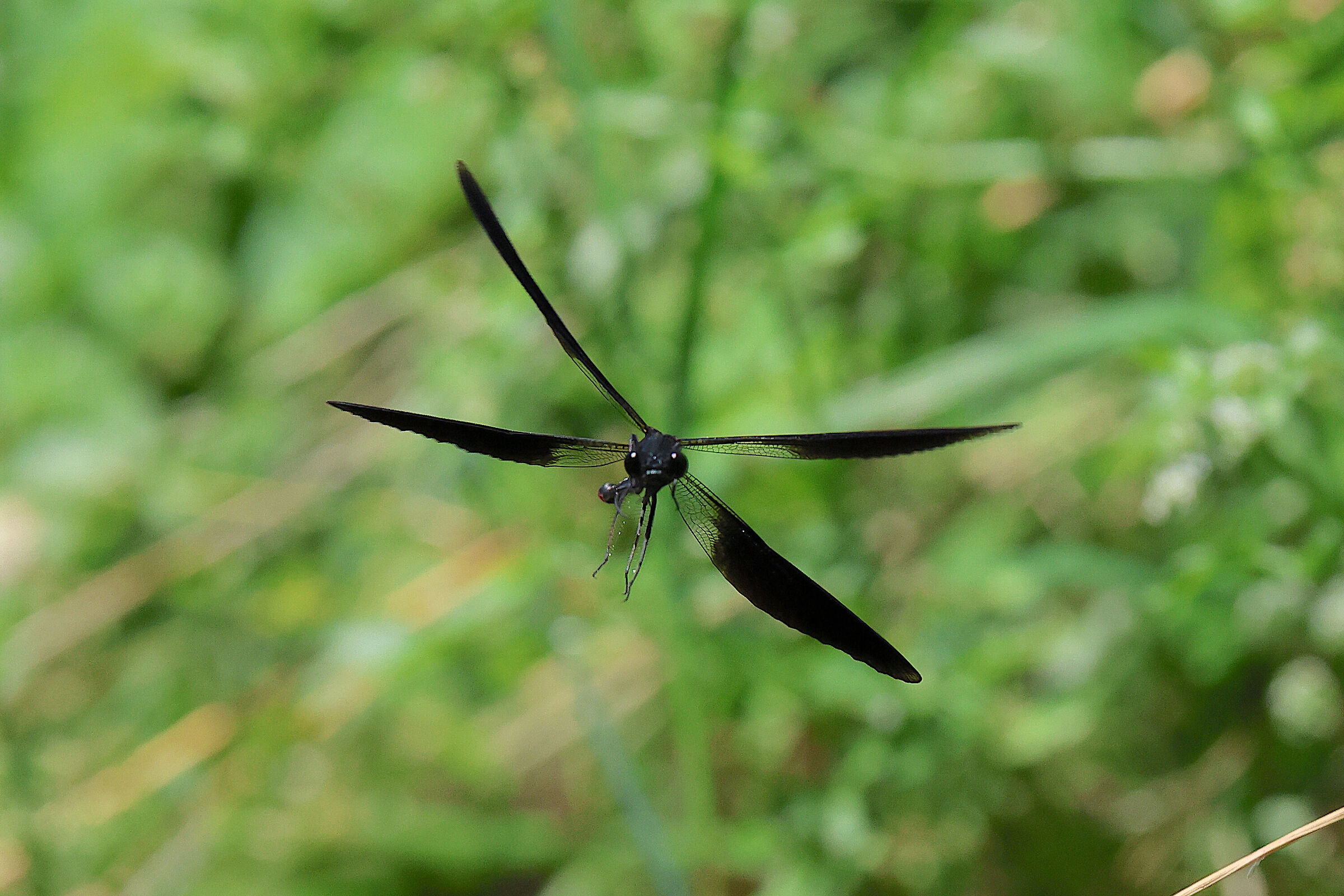 Damigella nera