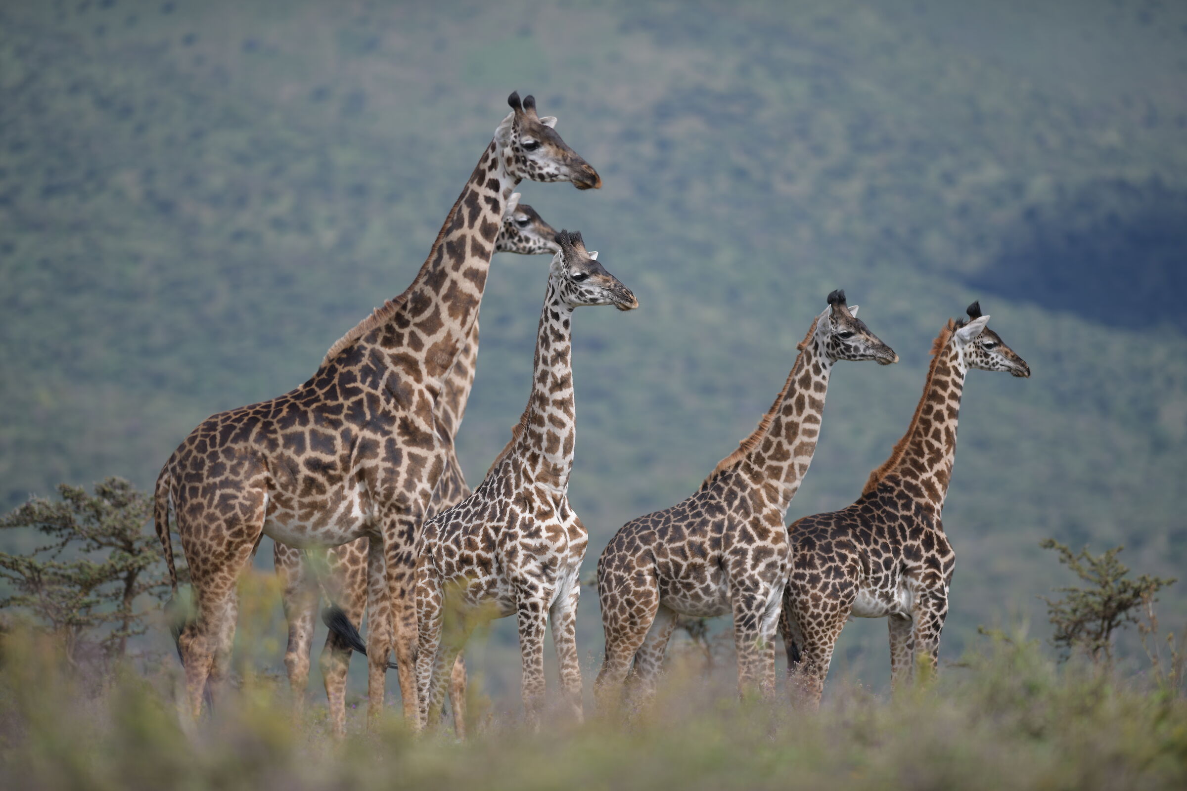Serengeti Park