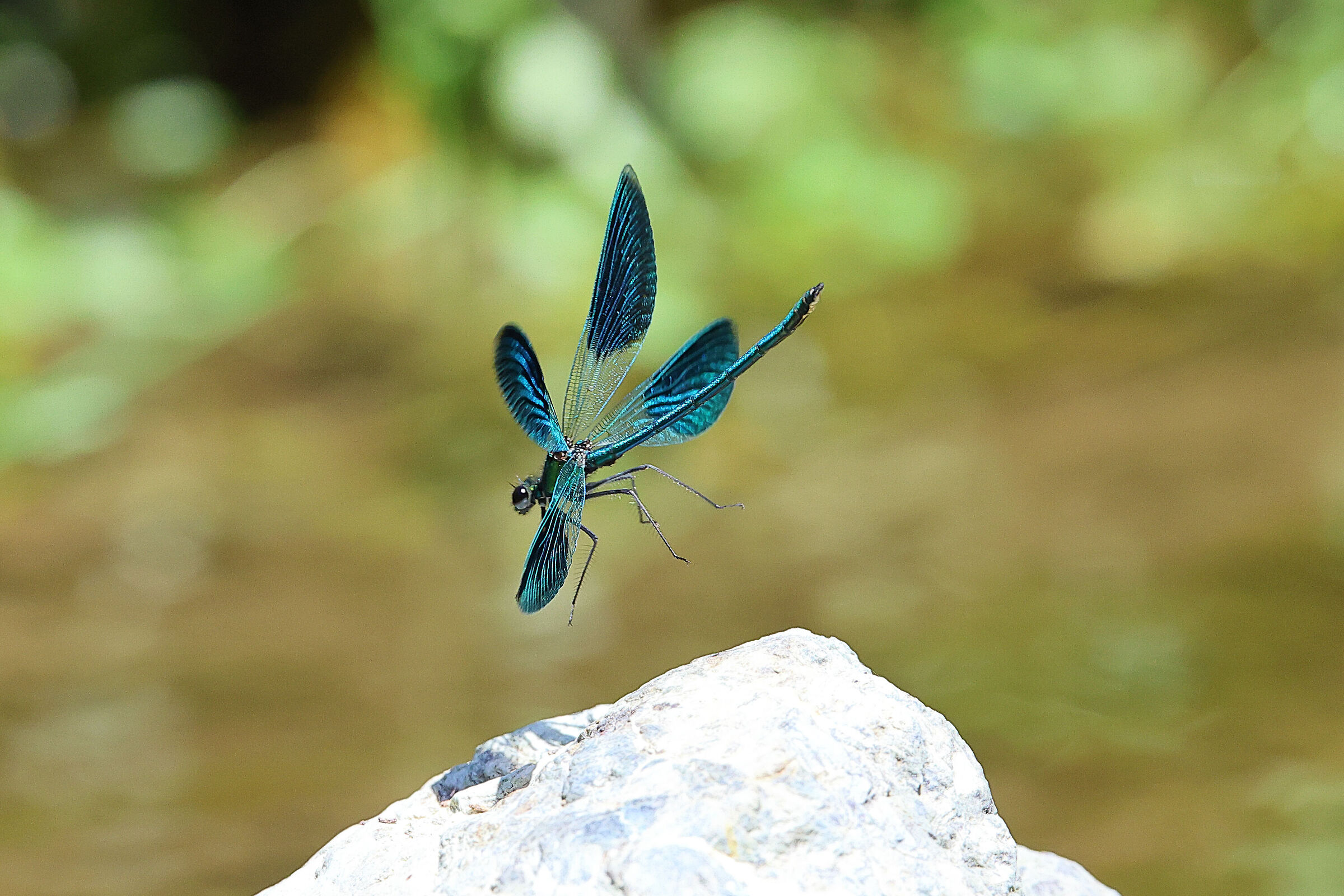 damigella azzurra