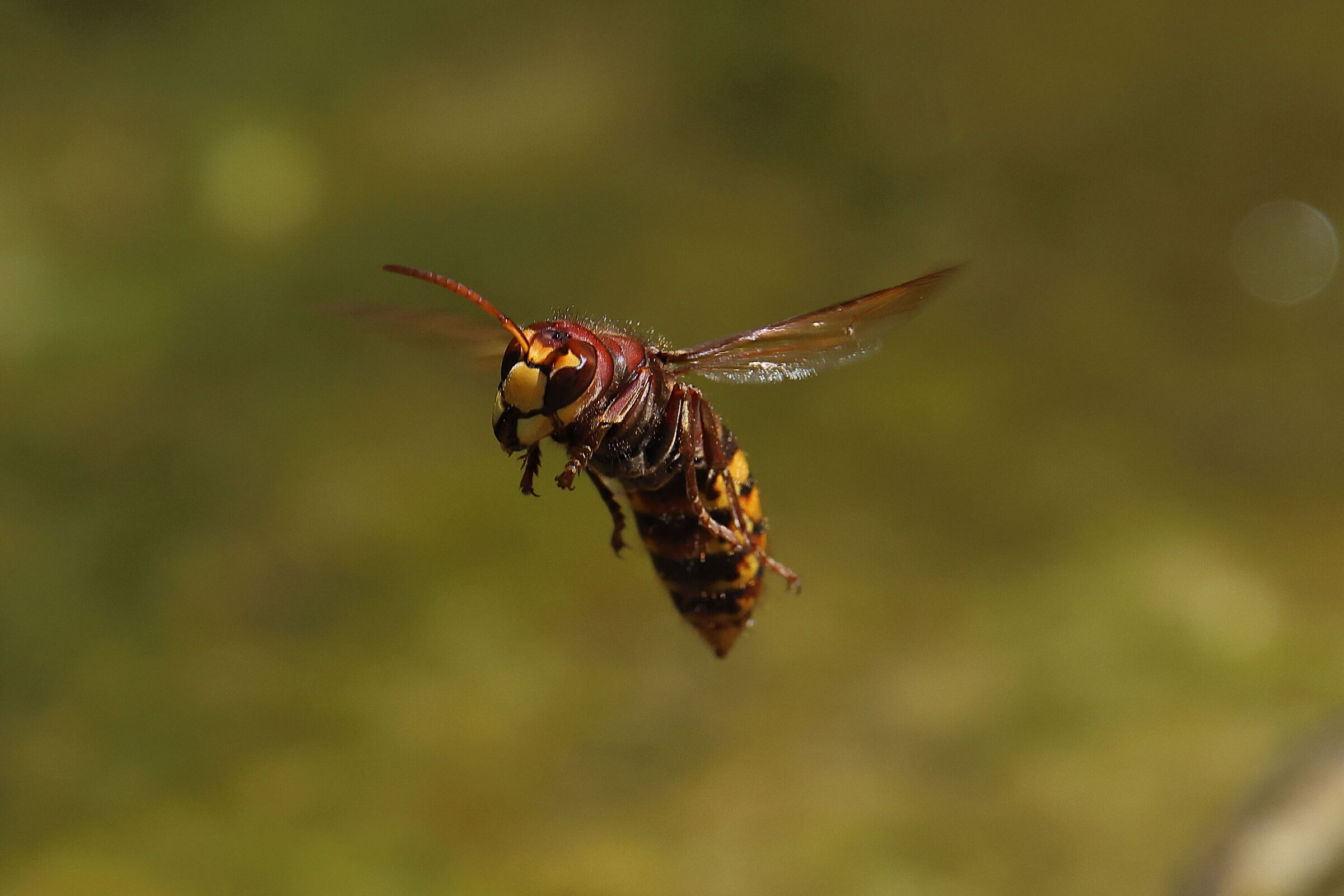 calabrone in volo