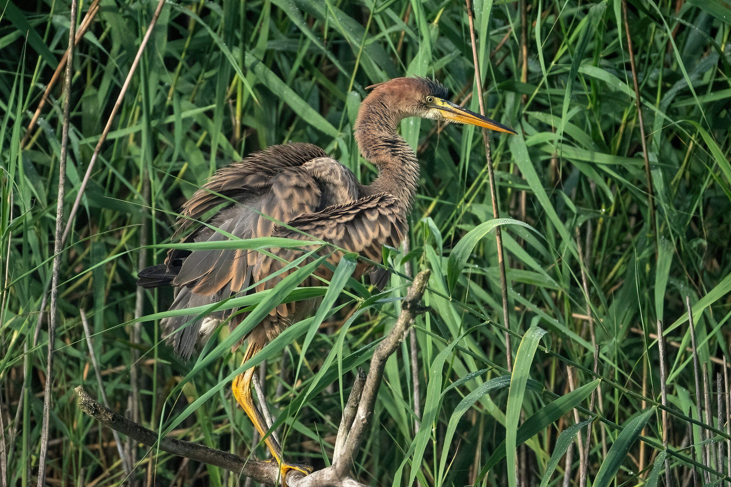 Giovane Airone rosso "arruffato"