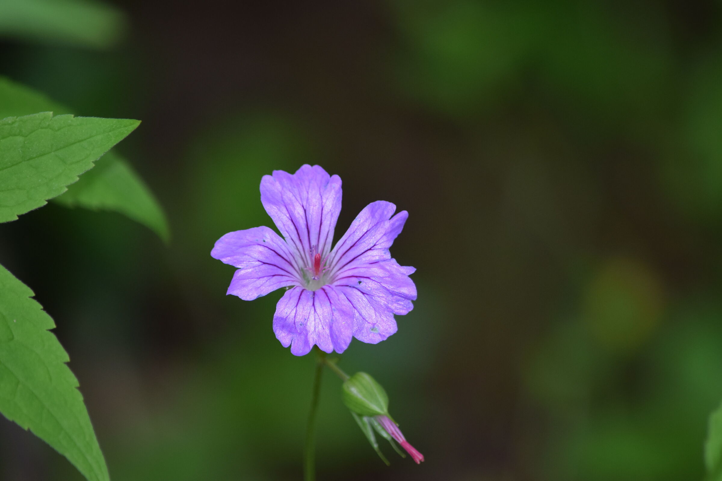 Geranium nodosum