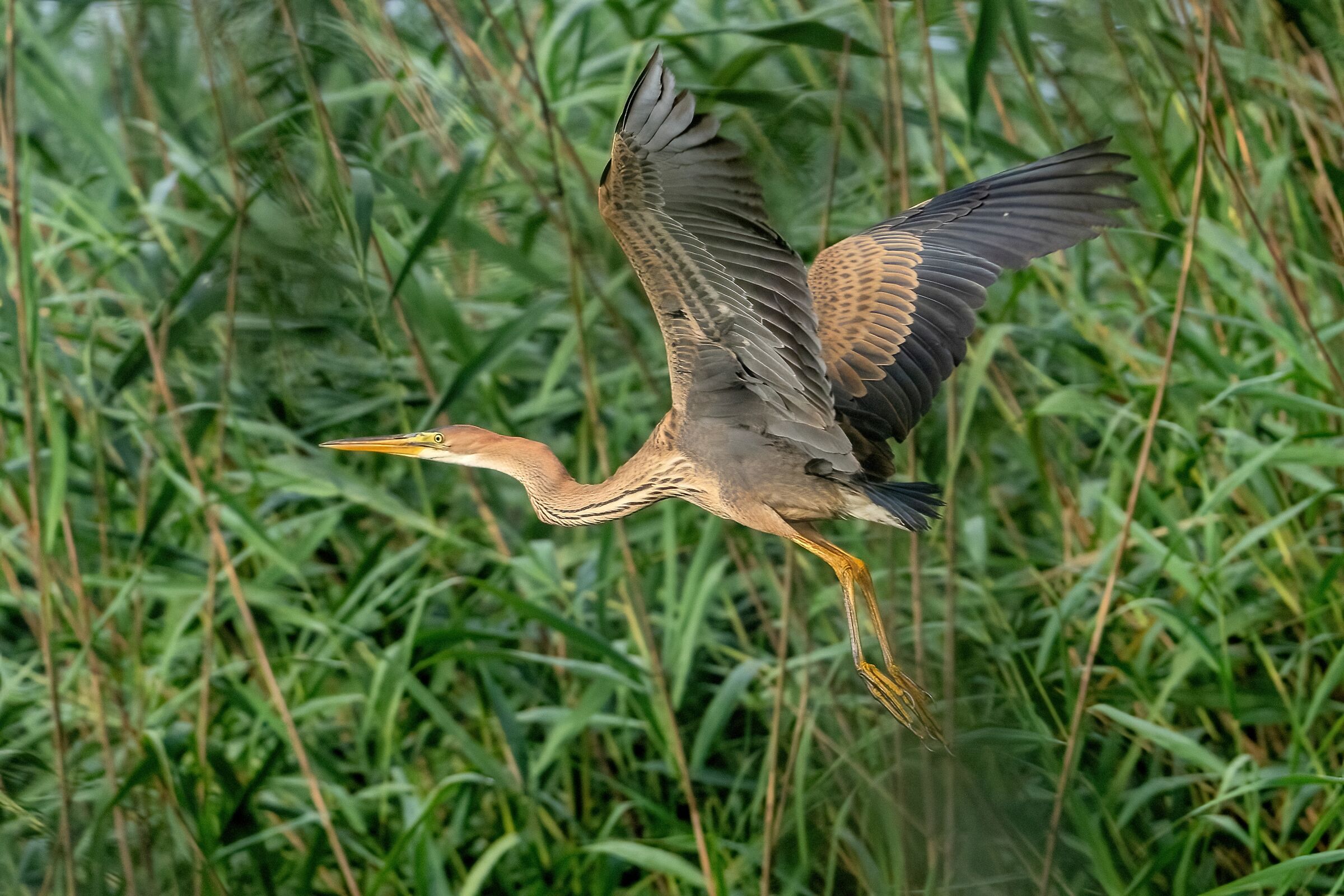 Full sail - Young Purple Heron