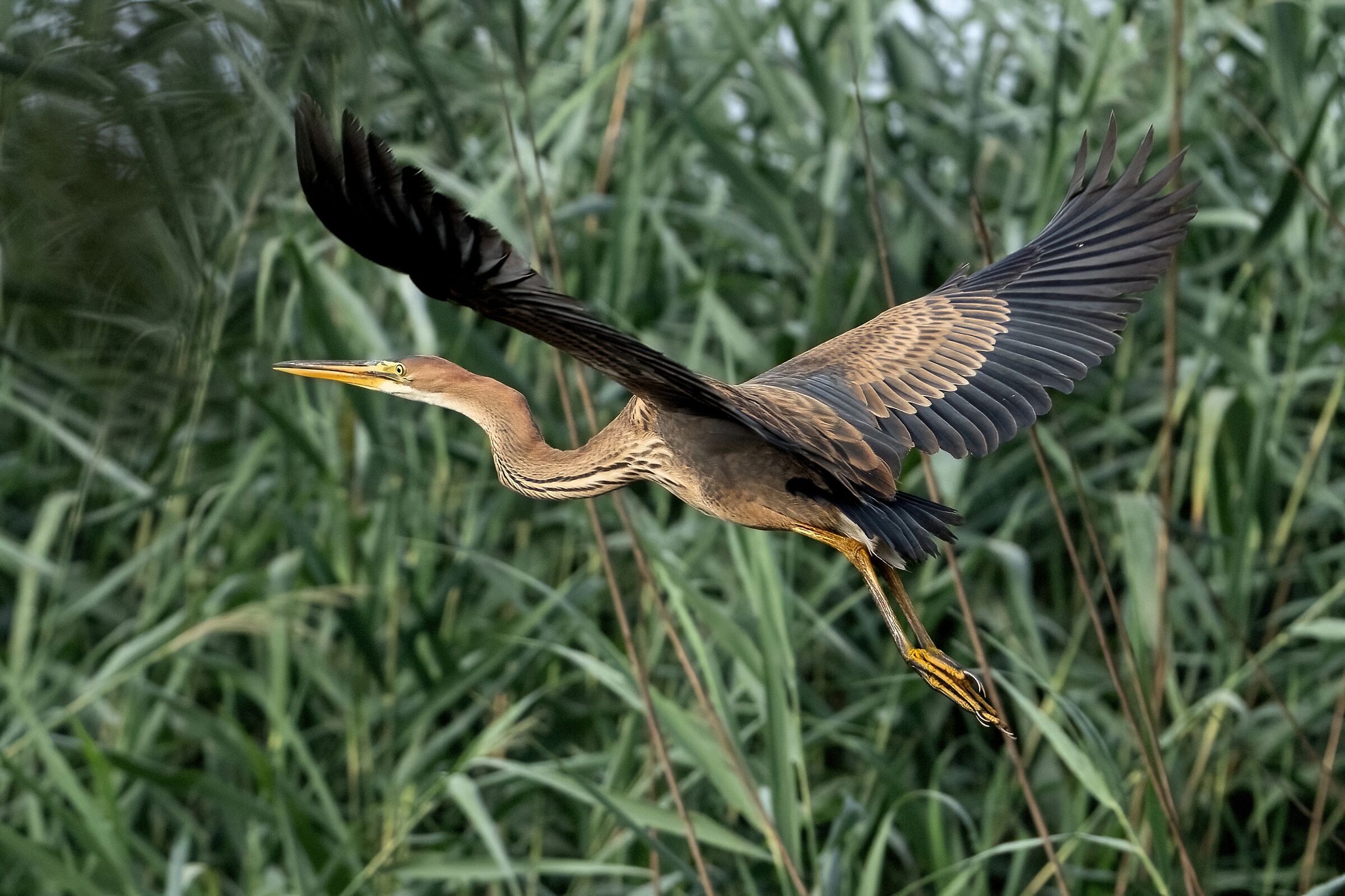 A vele spiegate - Giovane Airone rosso