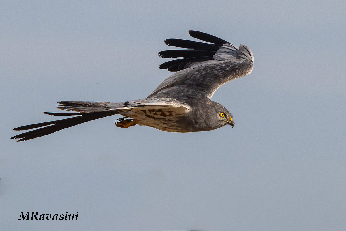 Maschio del terzo calendario