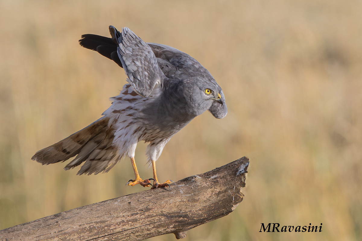 Maschio del terzo calendario