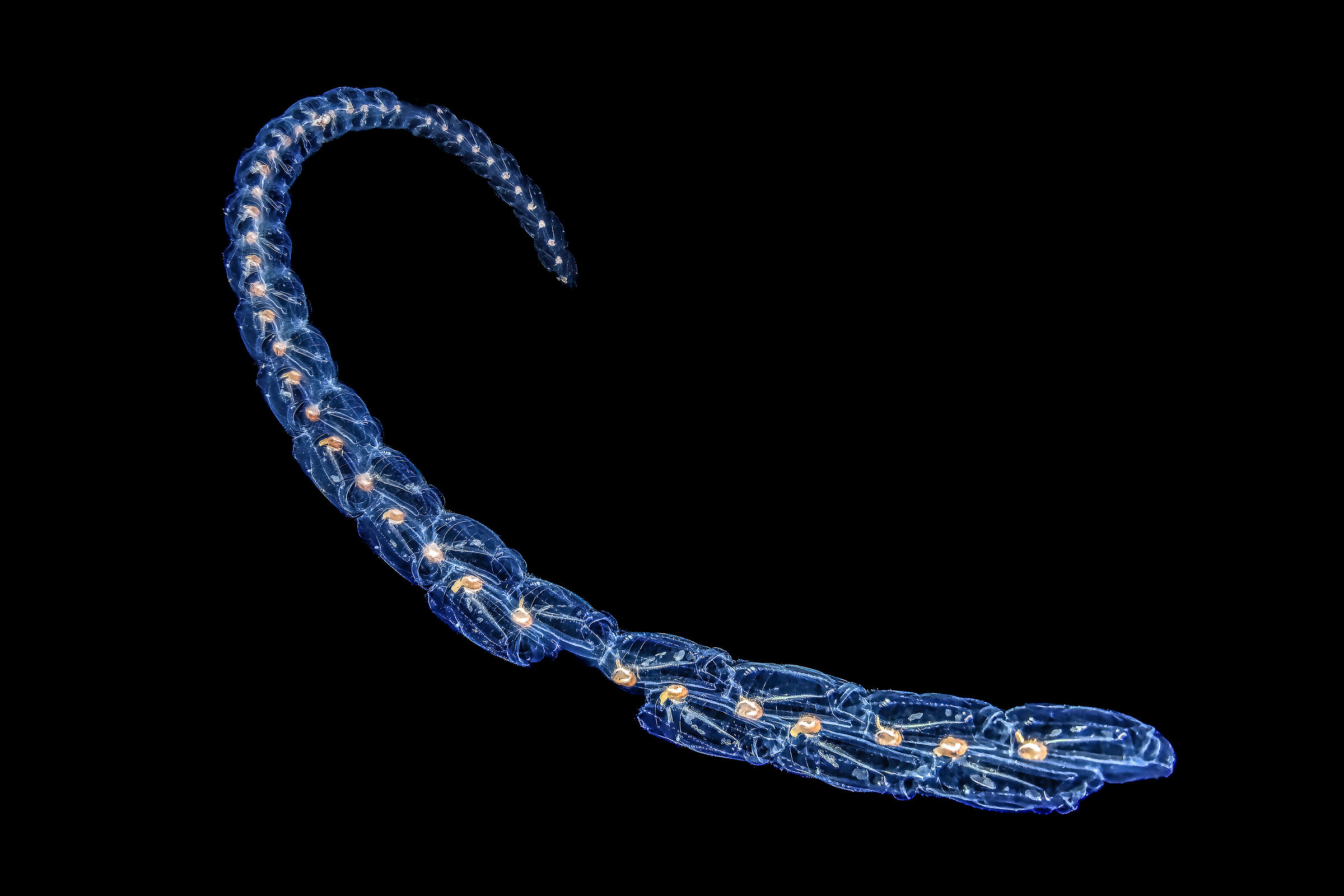 salpa