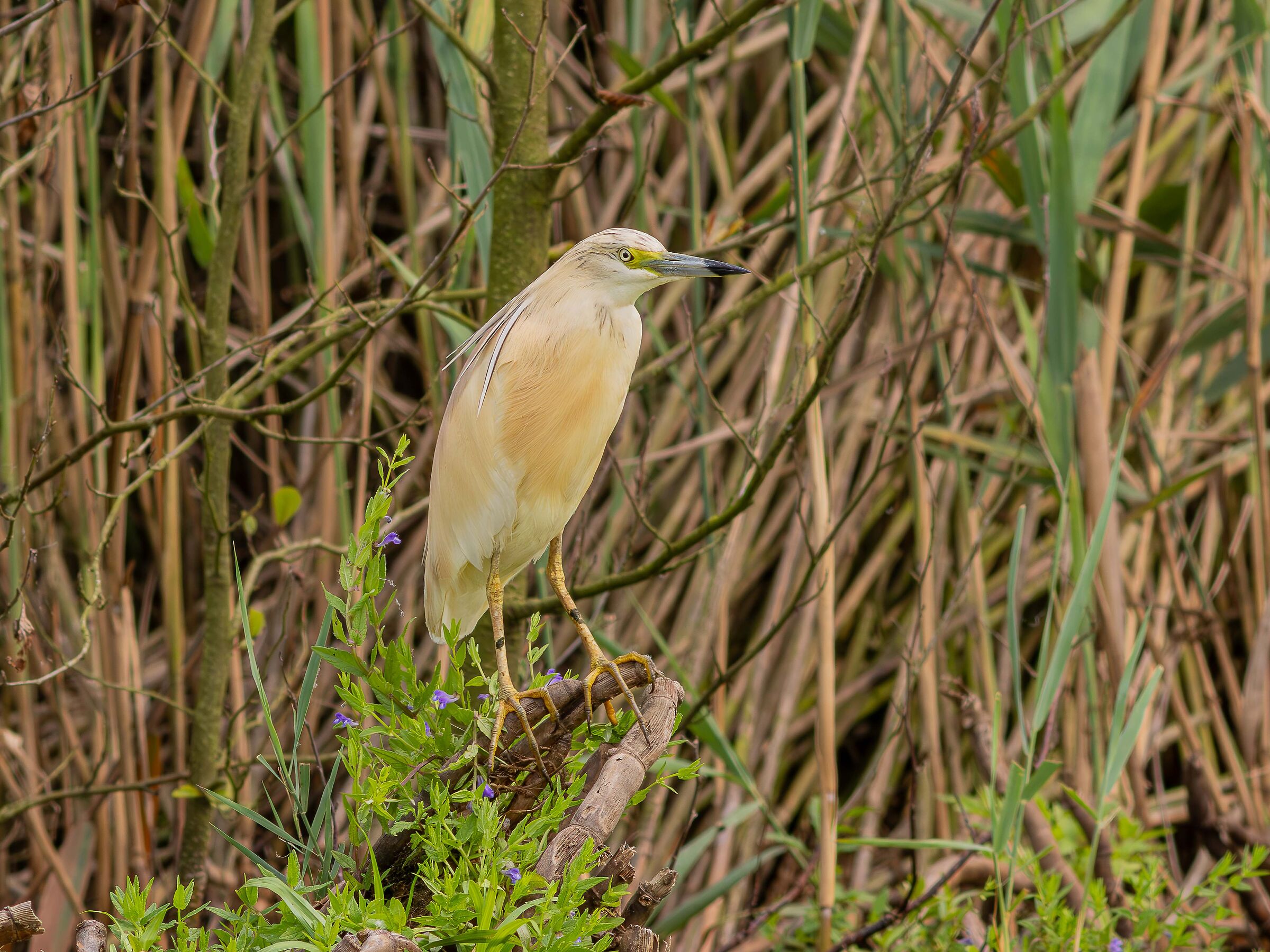 Squacco heron