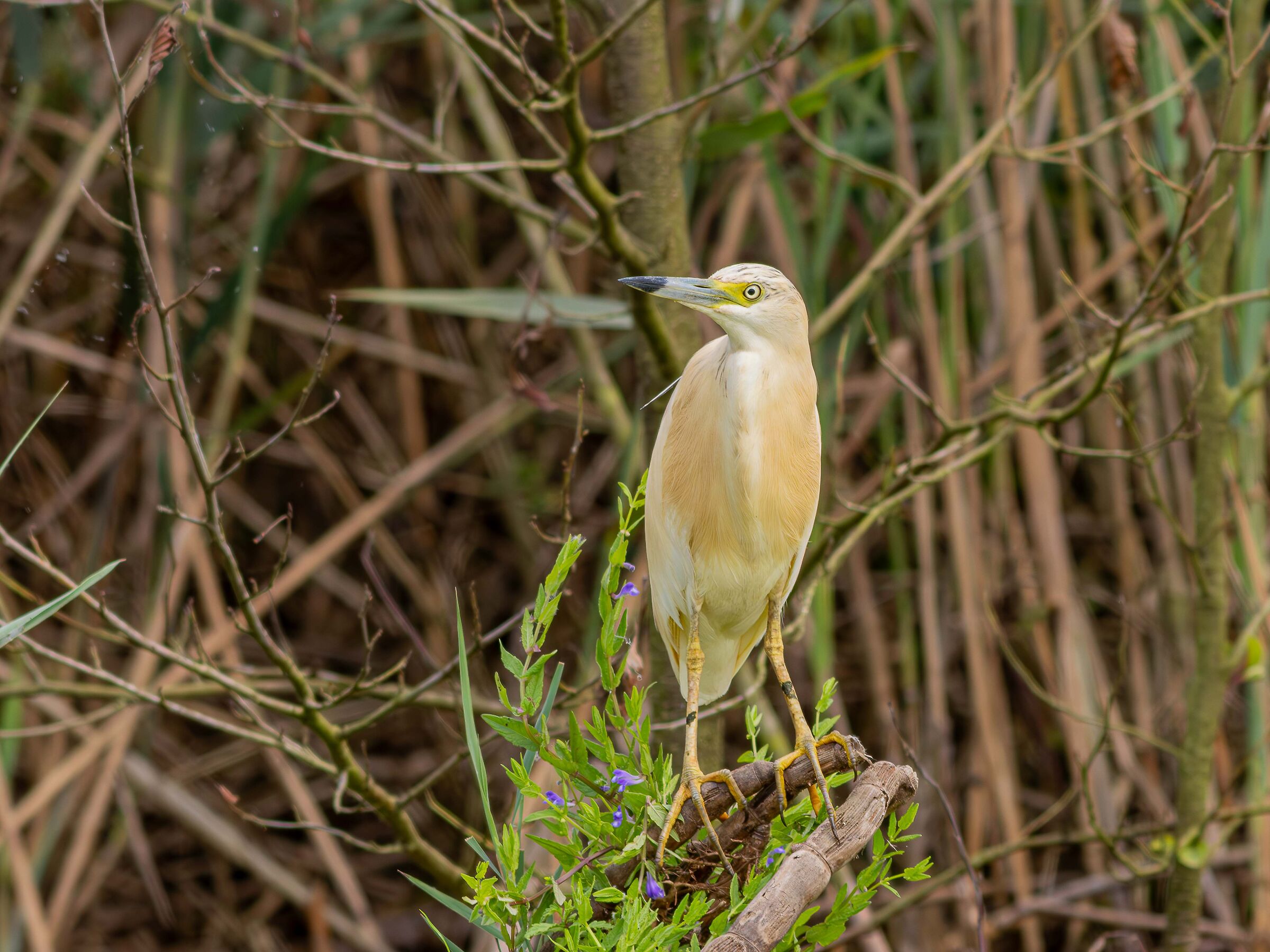 Squacco heron