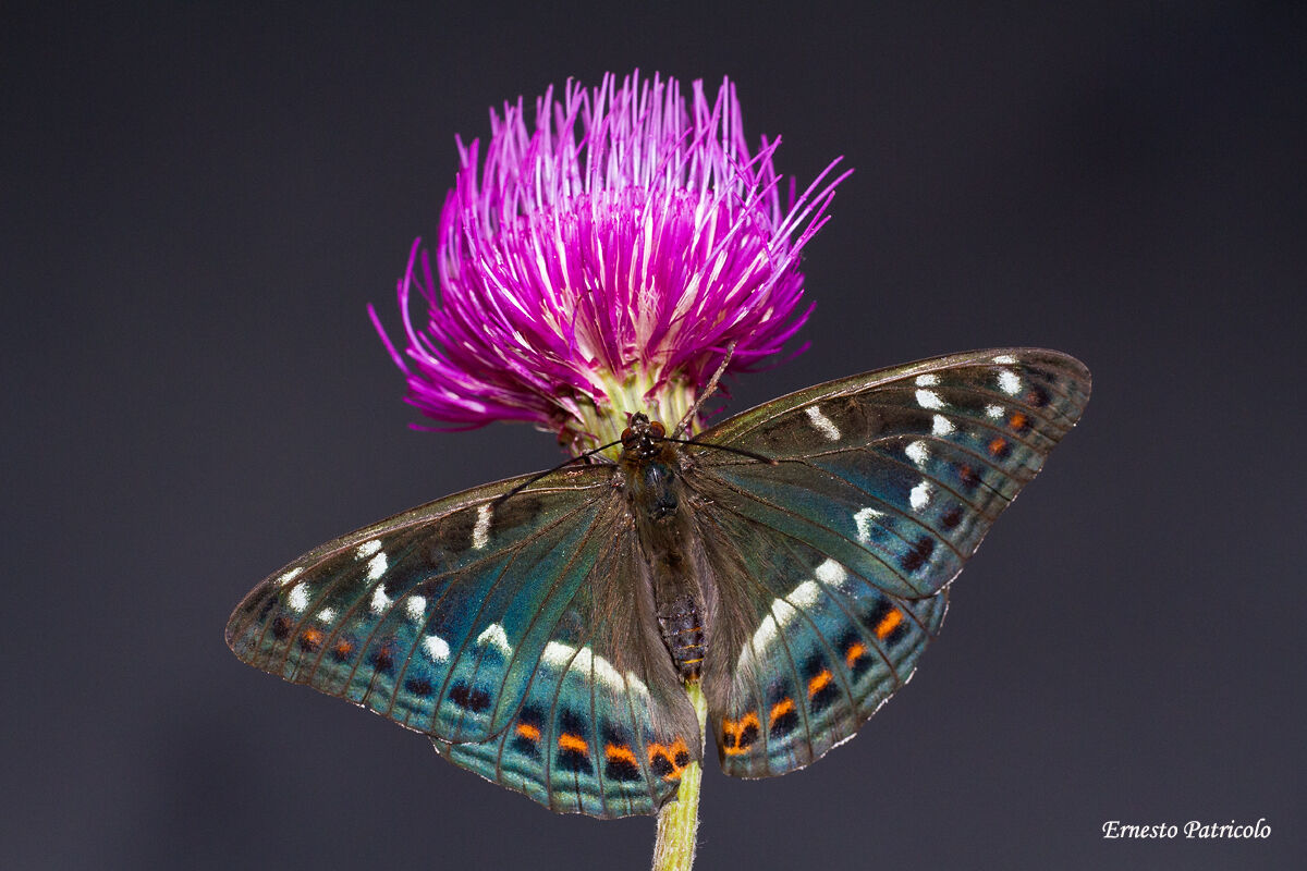 Limenitis populi