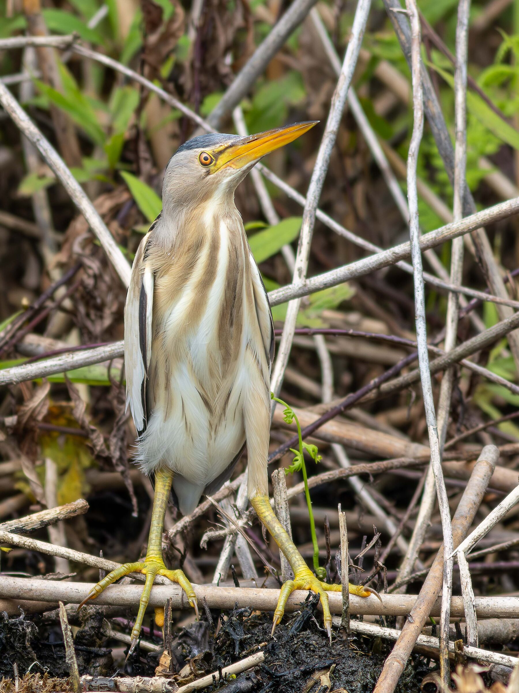 Little bittern