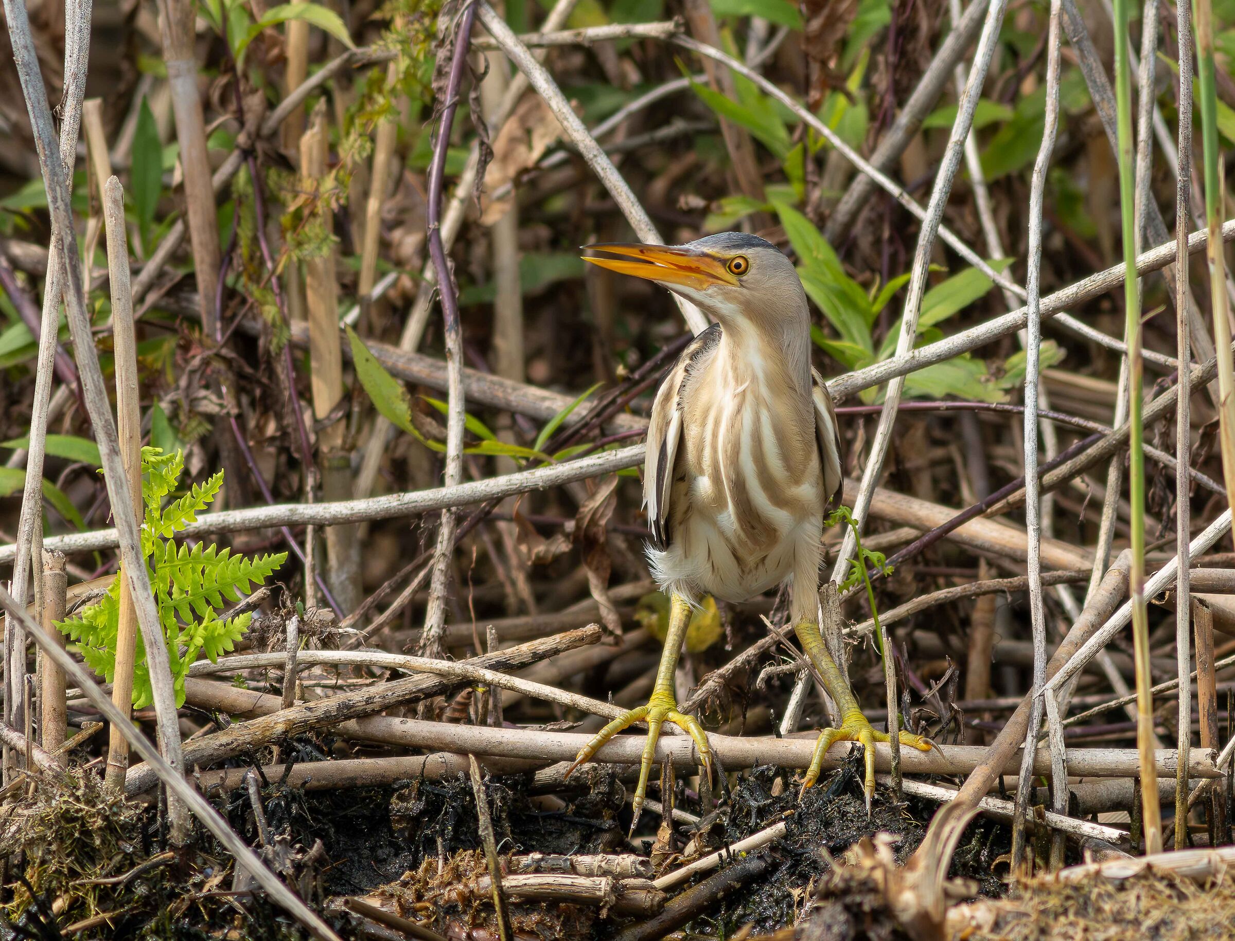 Little bittern