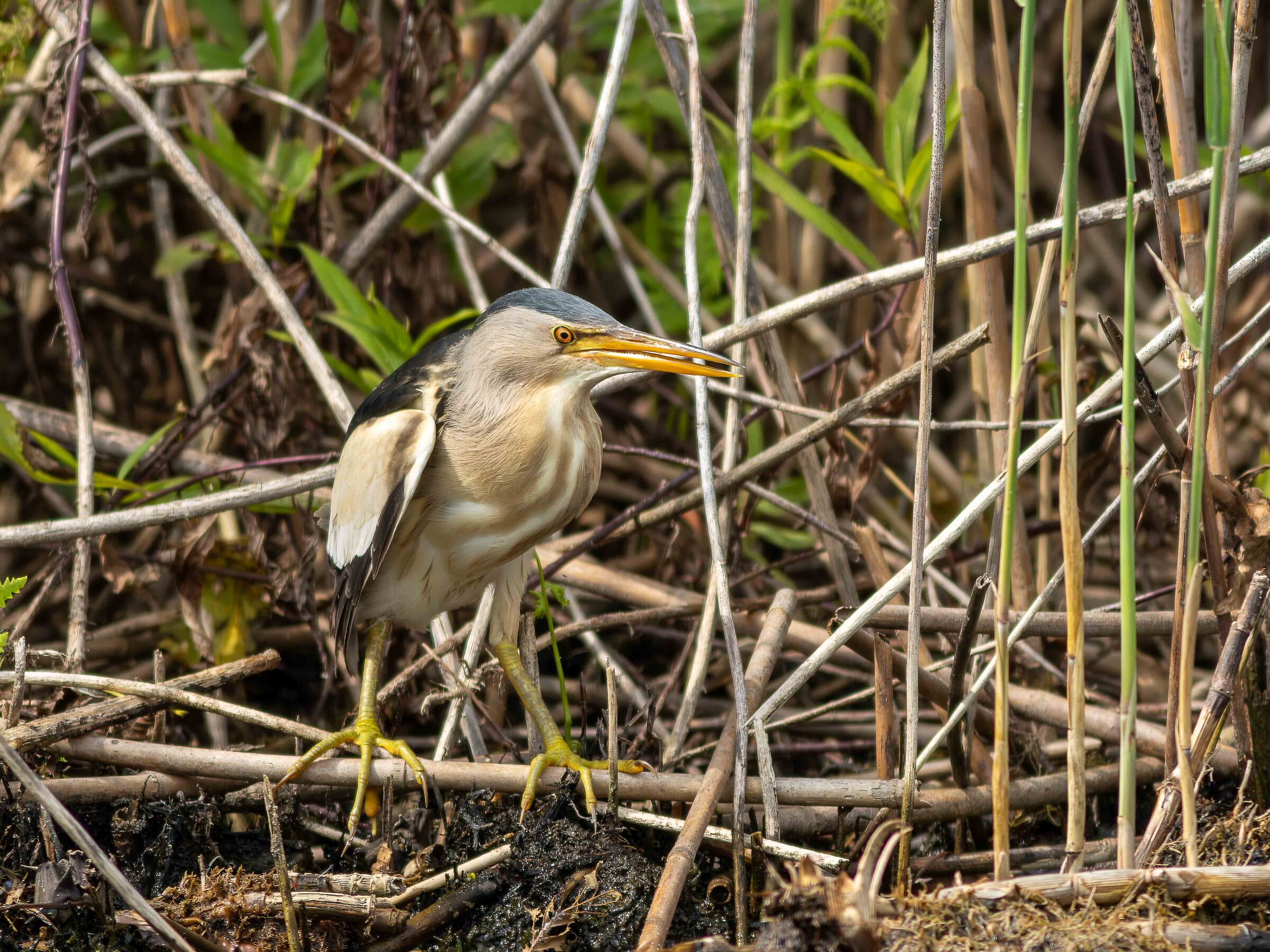 Little bittern