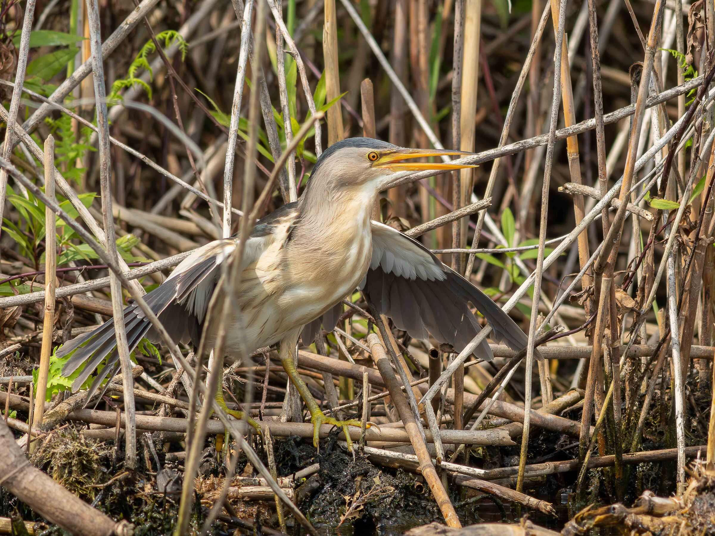 Little bittern