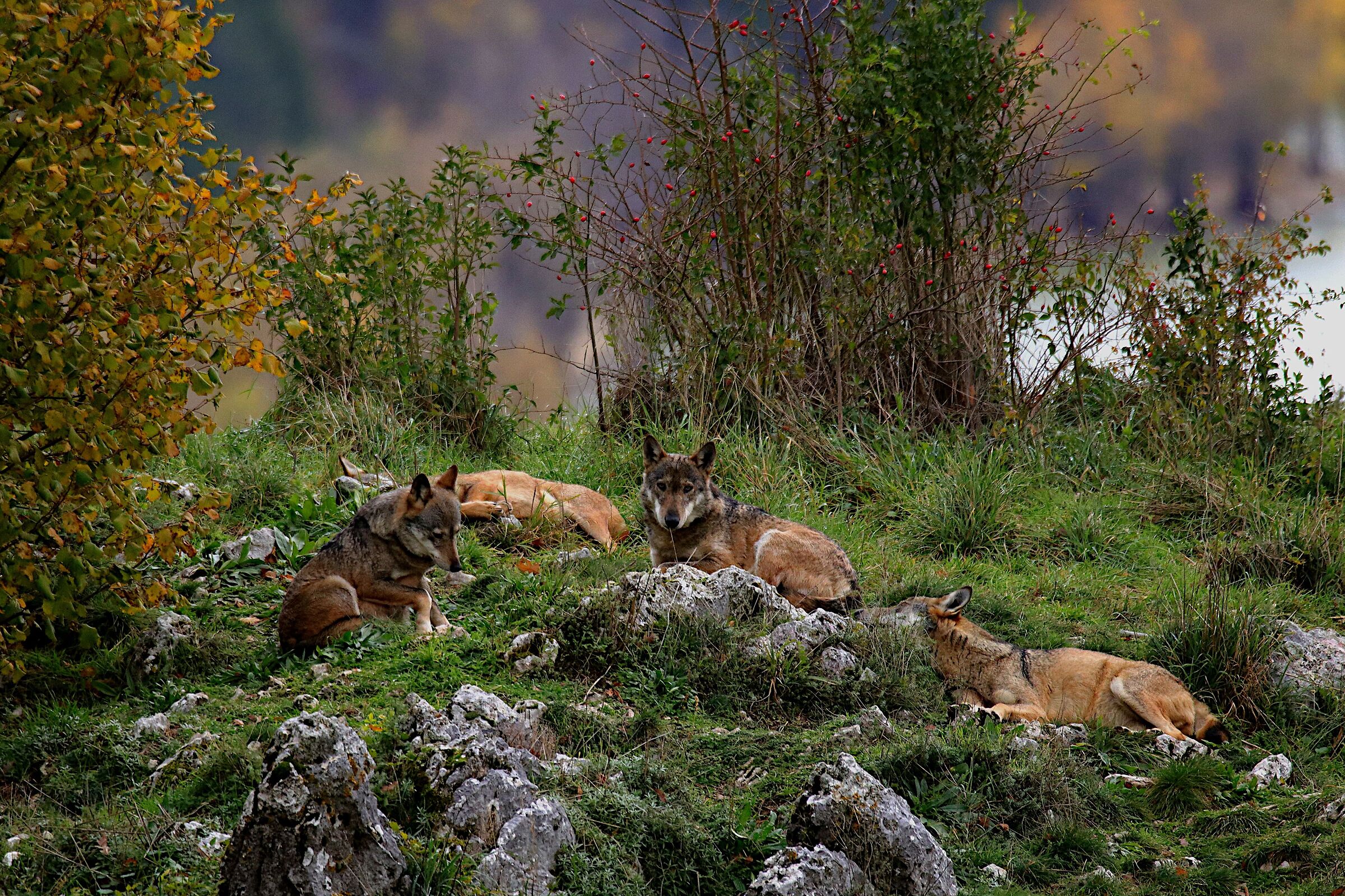 The rest of the pack