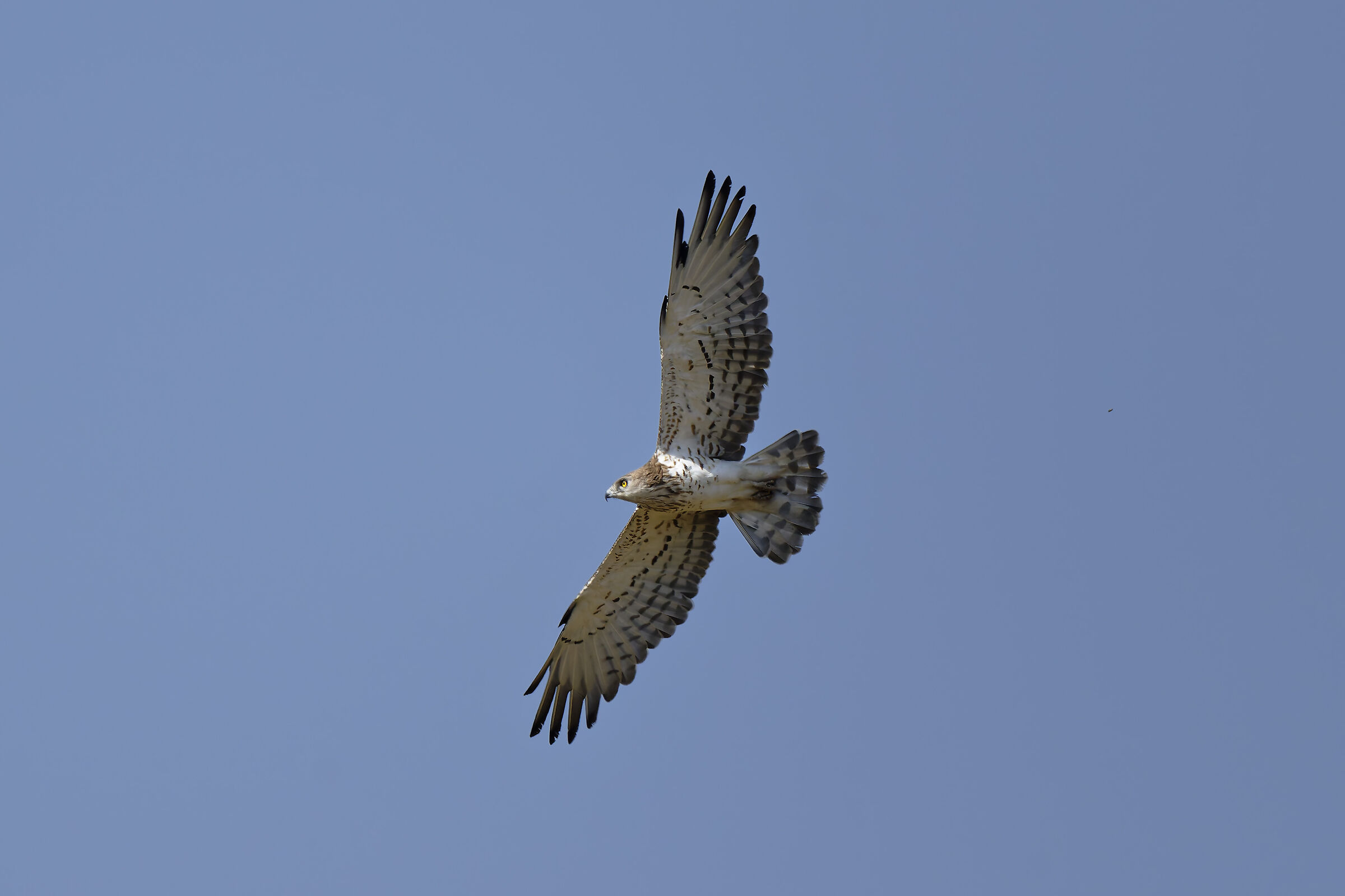 Harrier eagle