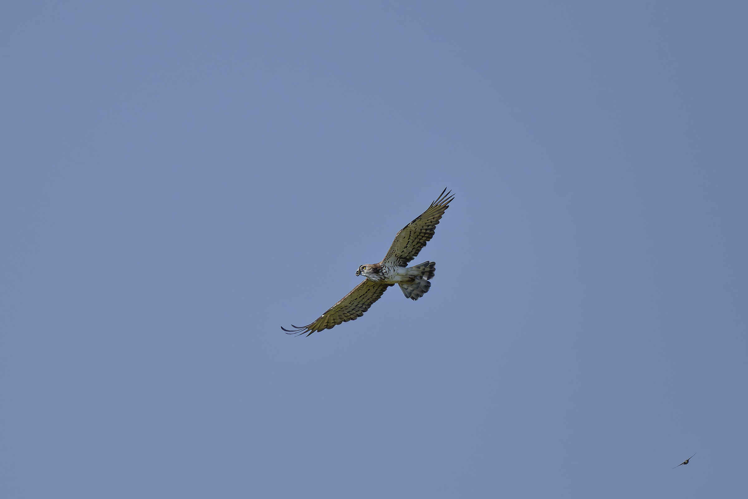 Short-toed Eagle (or Snake Eagle)