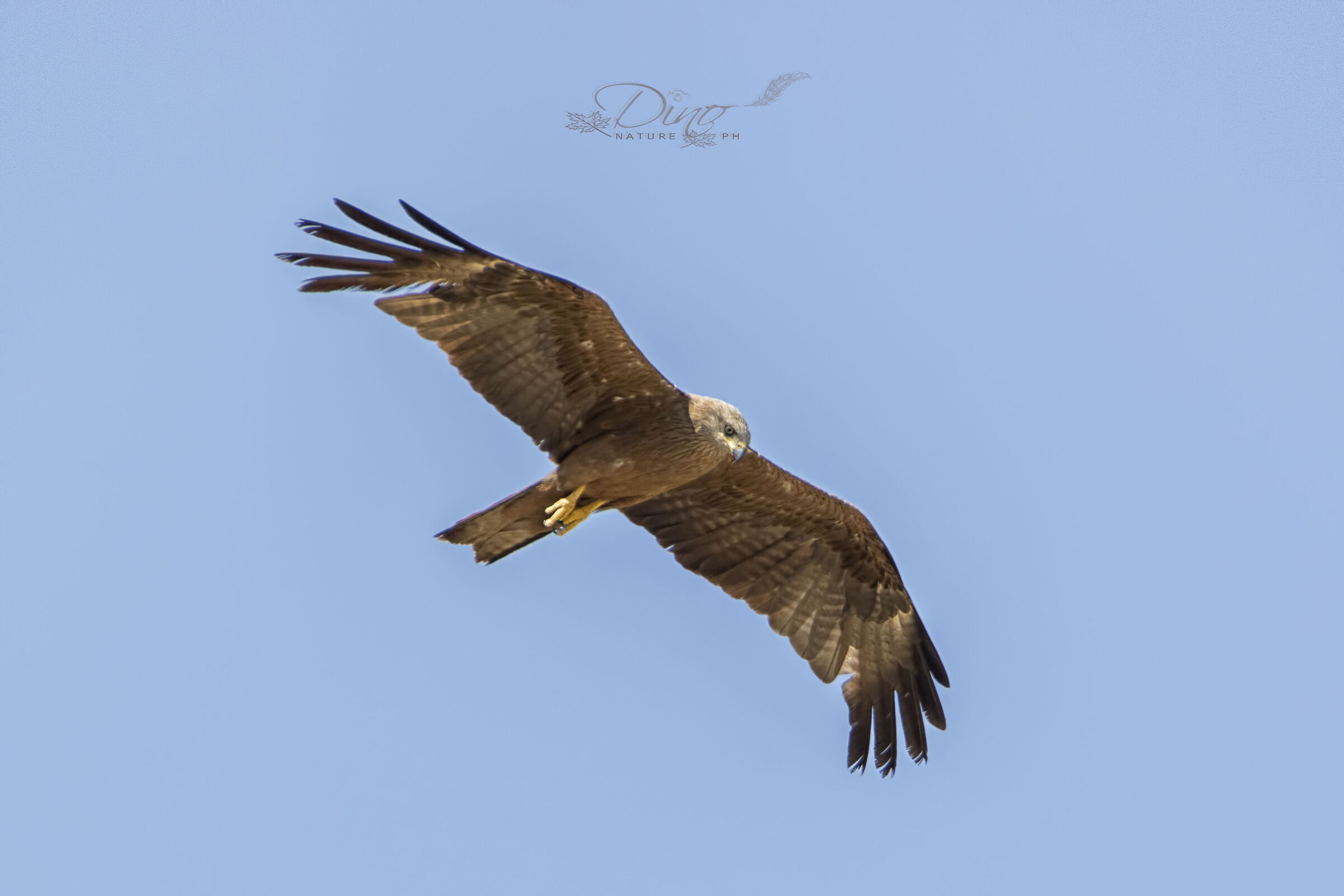 Red kite