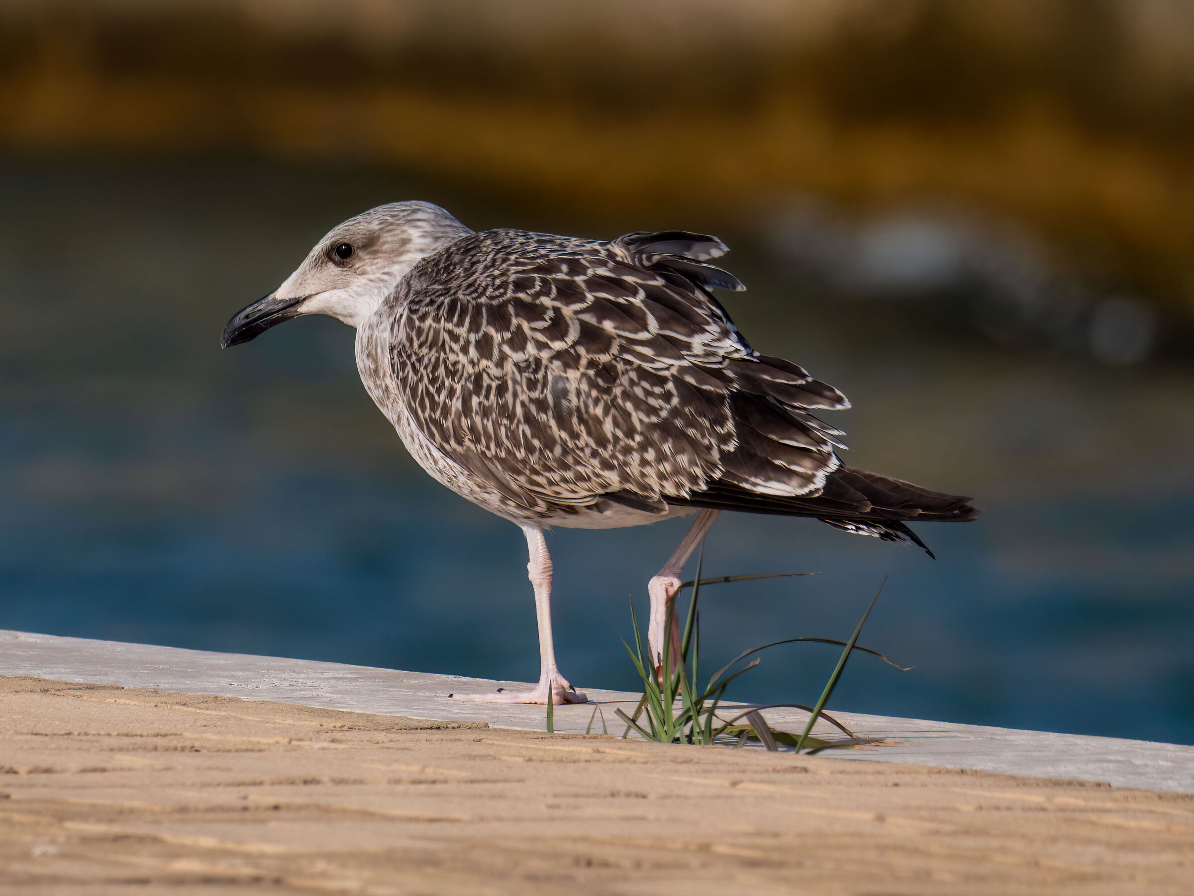 Herring gull