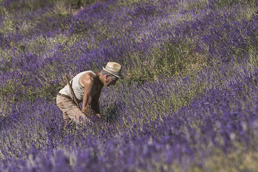 Lavanda