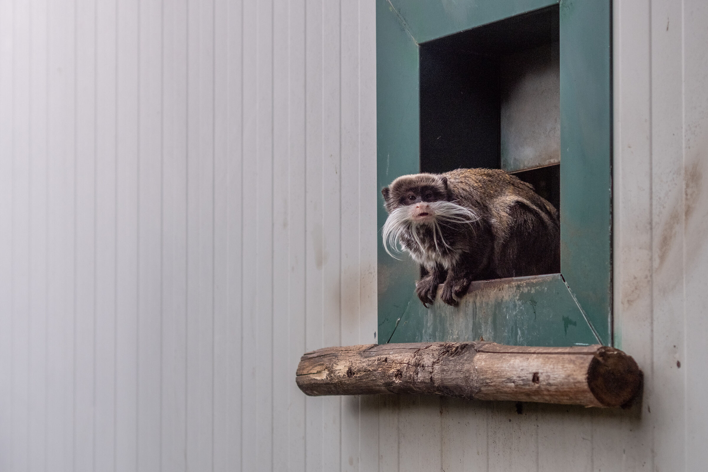 "Ooh..." - Tamarino imperatore