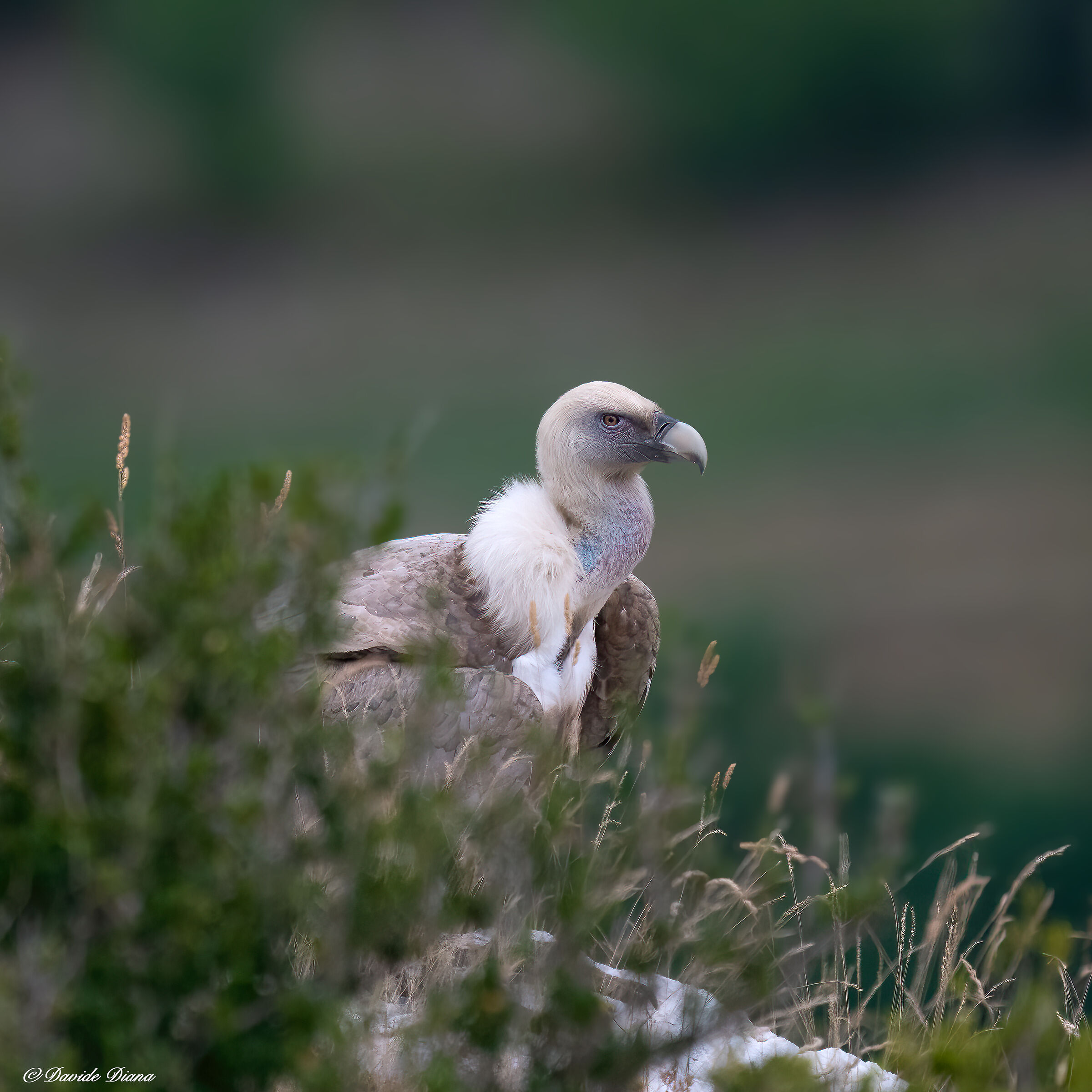 Griffin - Barronies Provencal