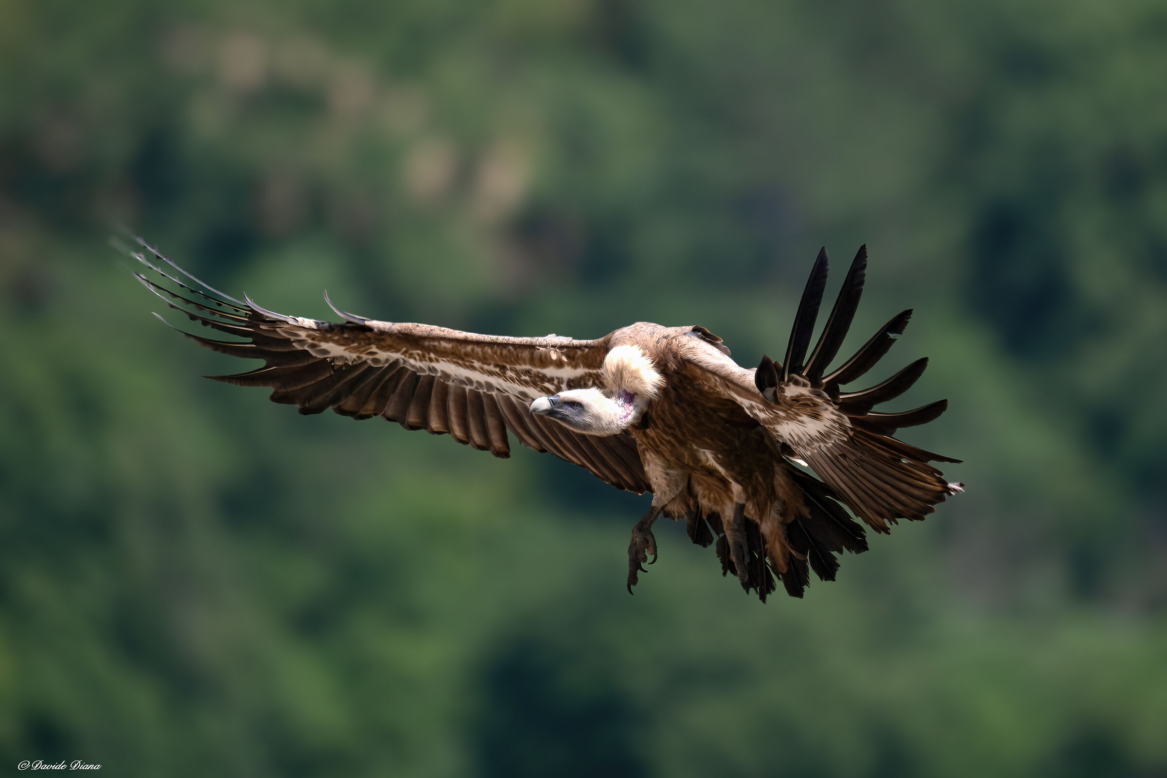 Griffin - Barronies Provencal