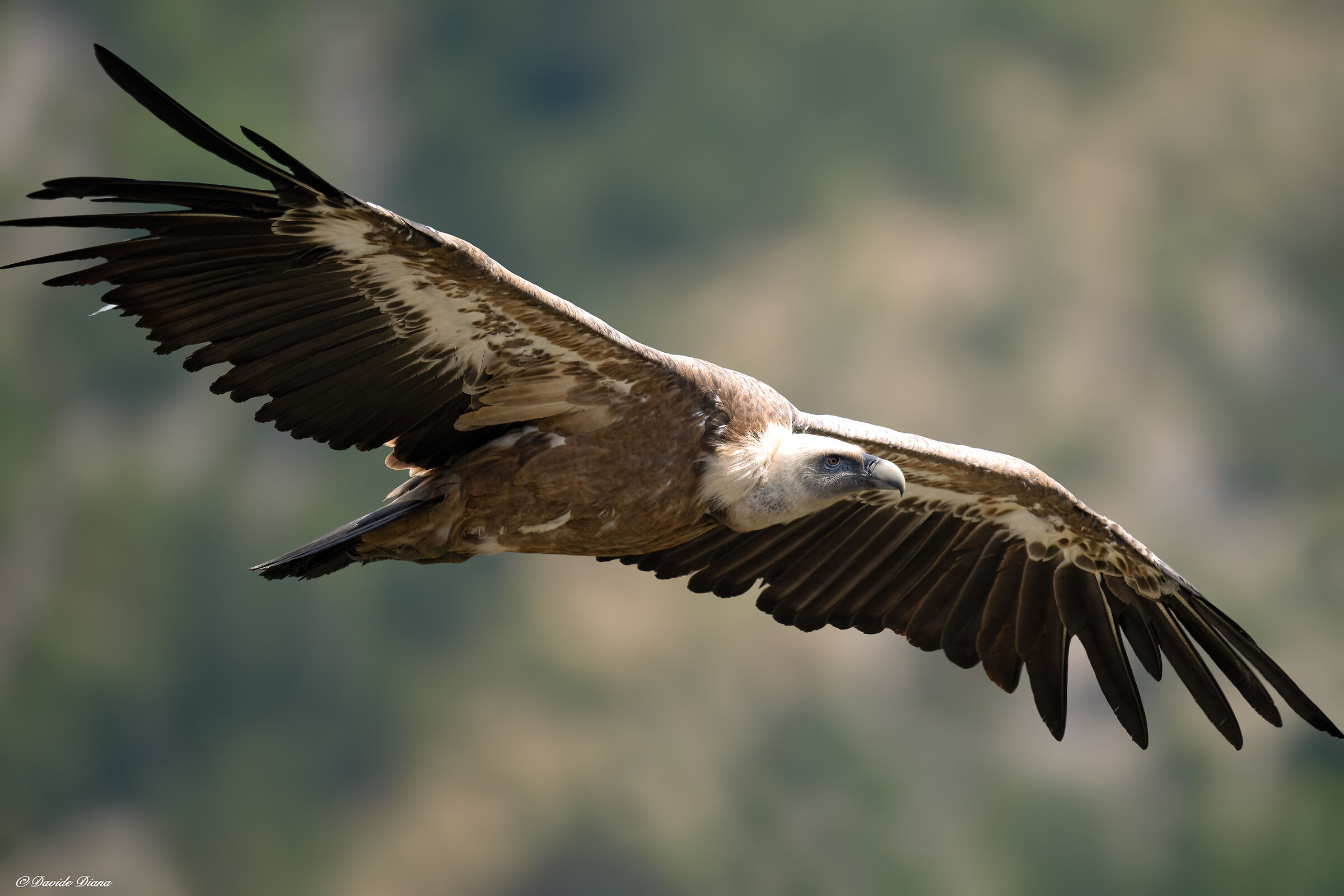 Griffin - Barronies Provencal