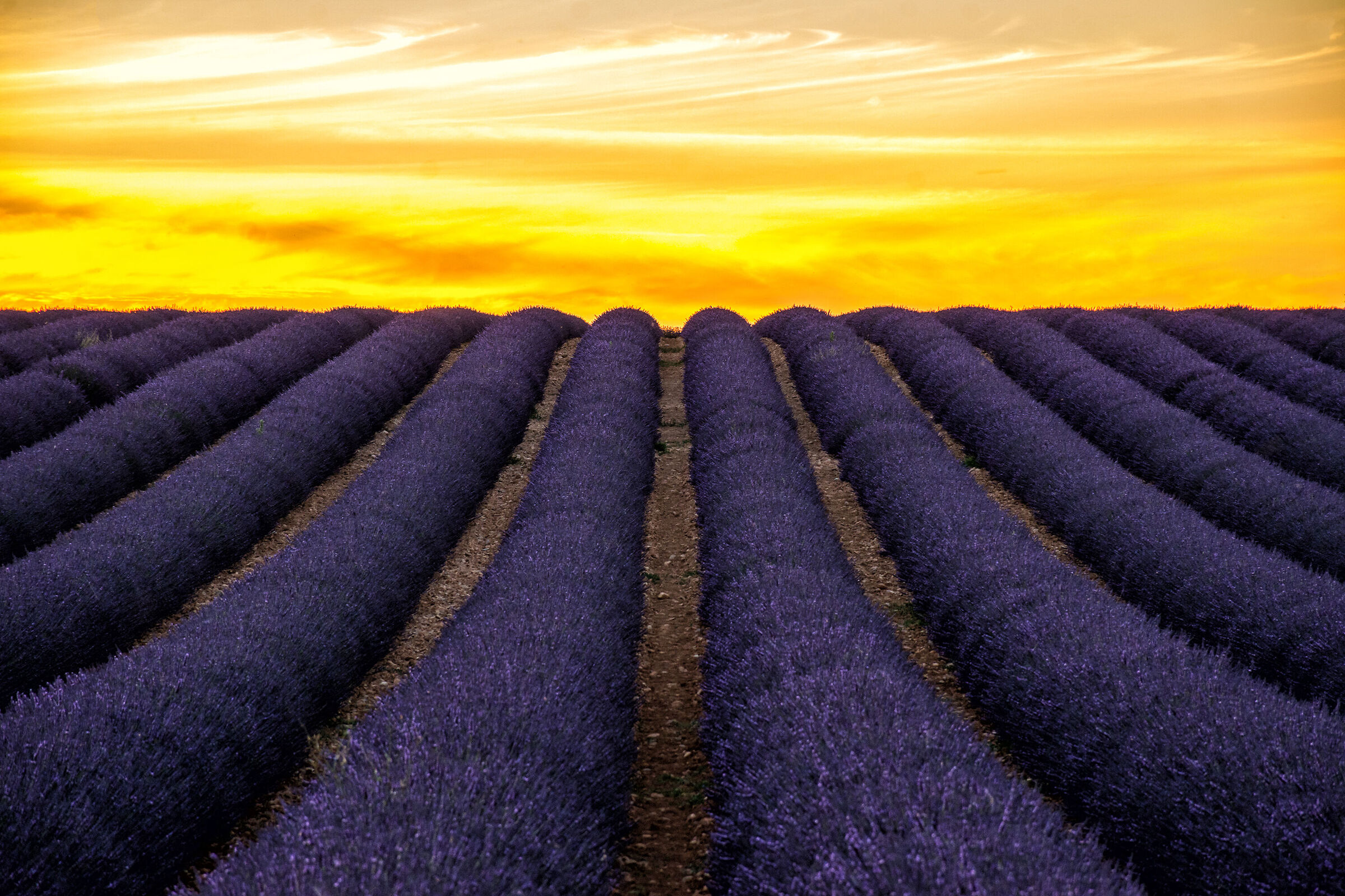 Dream of Lavender