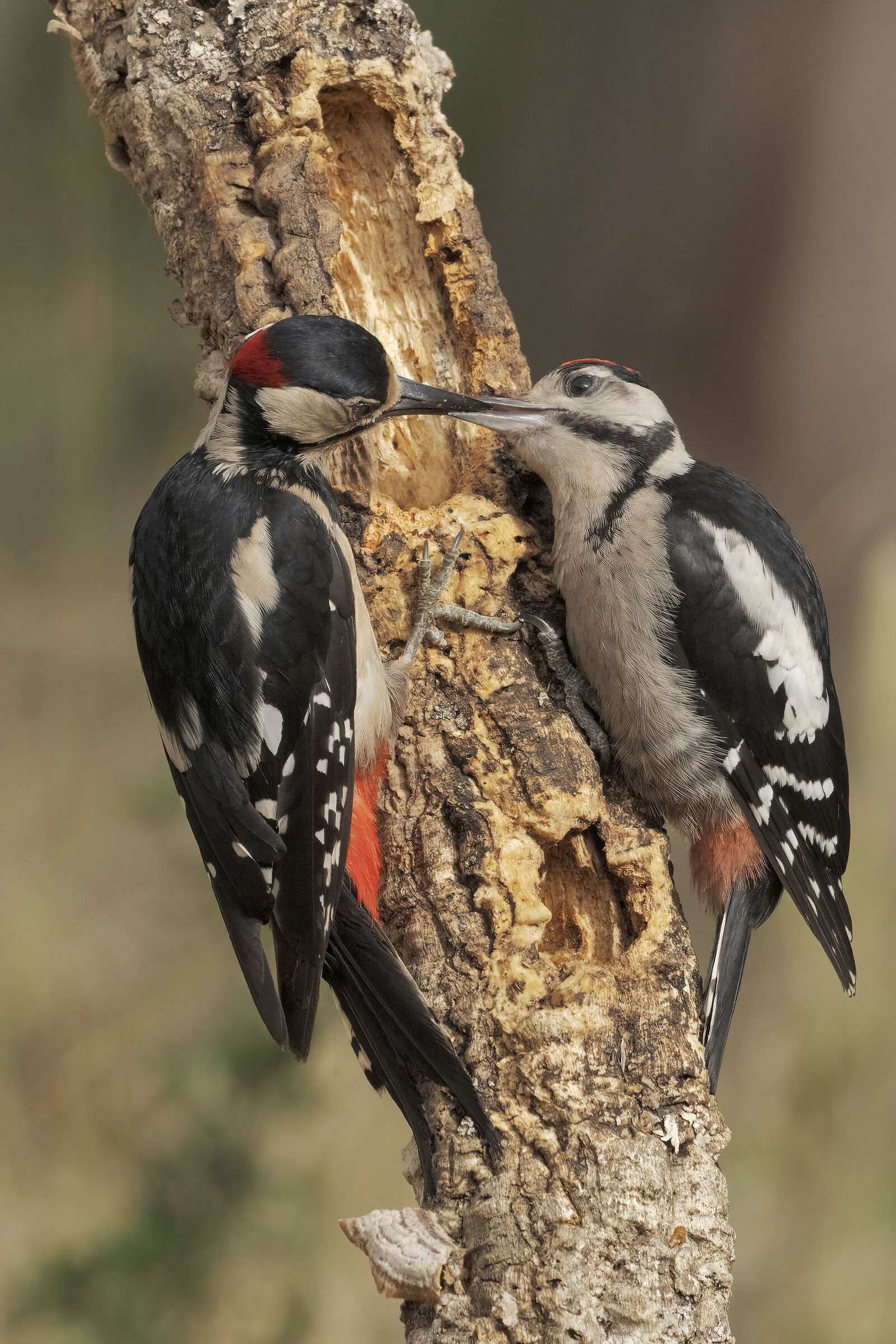 picchio rosso maggiore