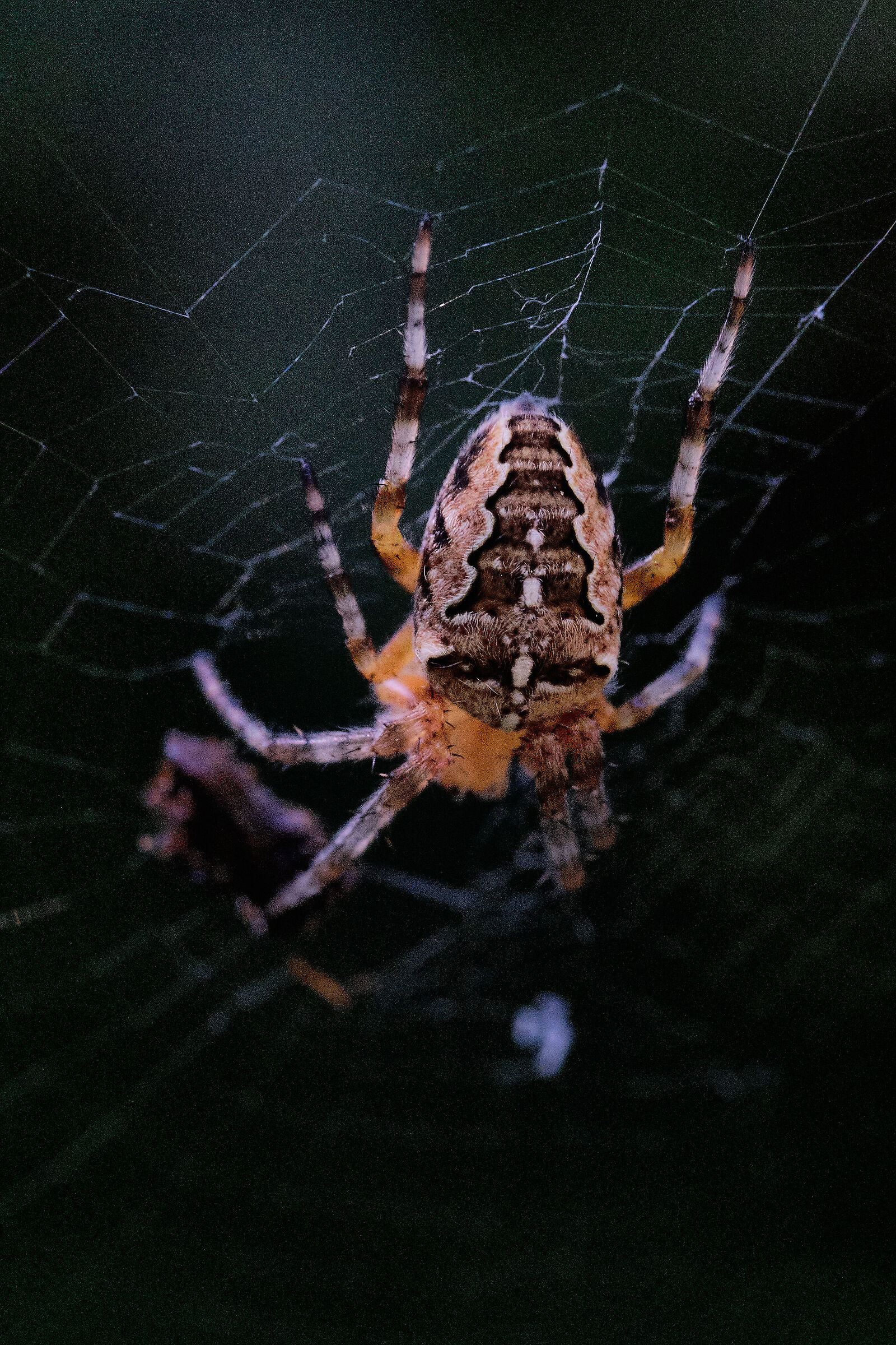 Spider