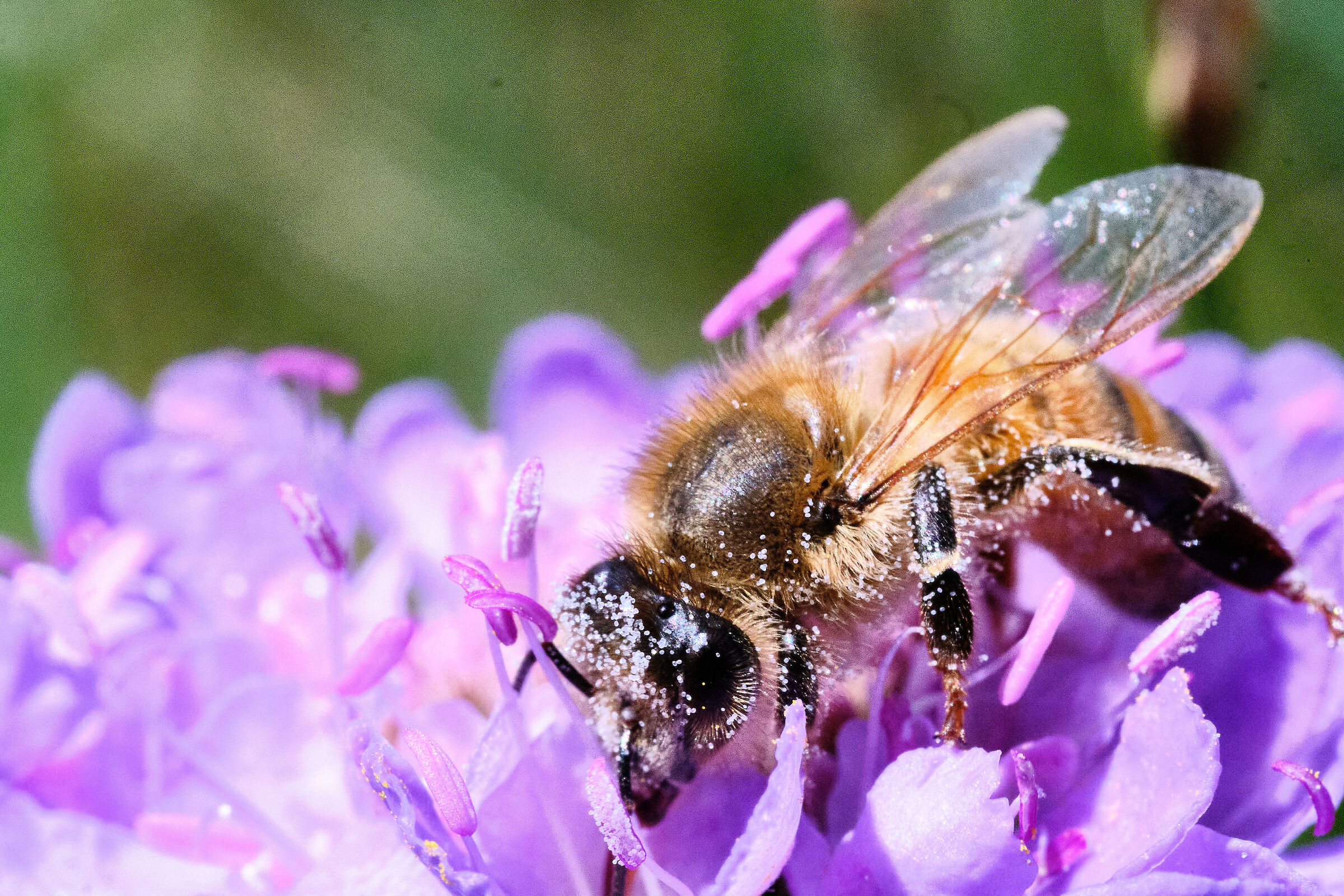 Bee