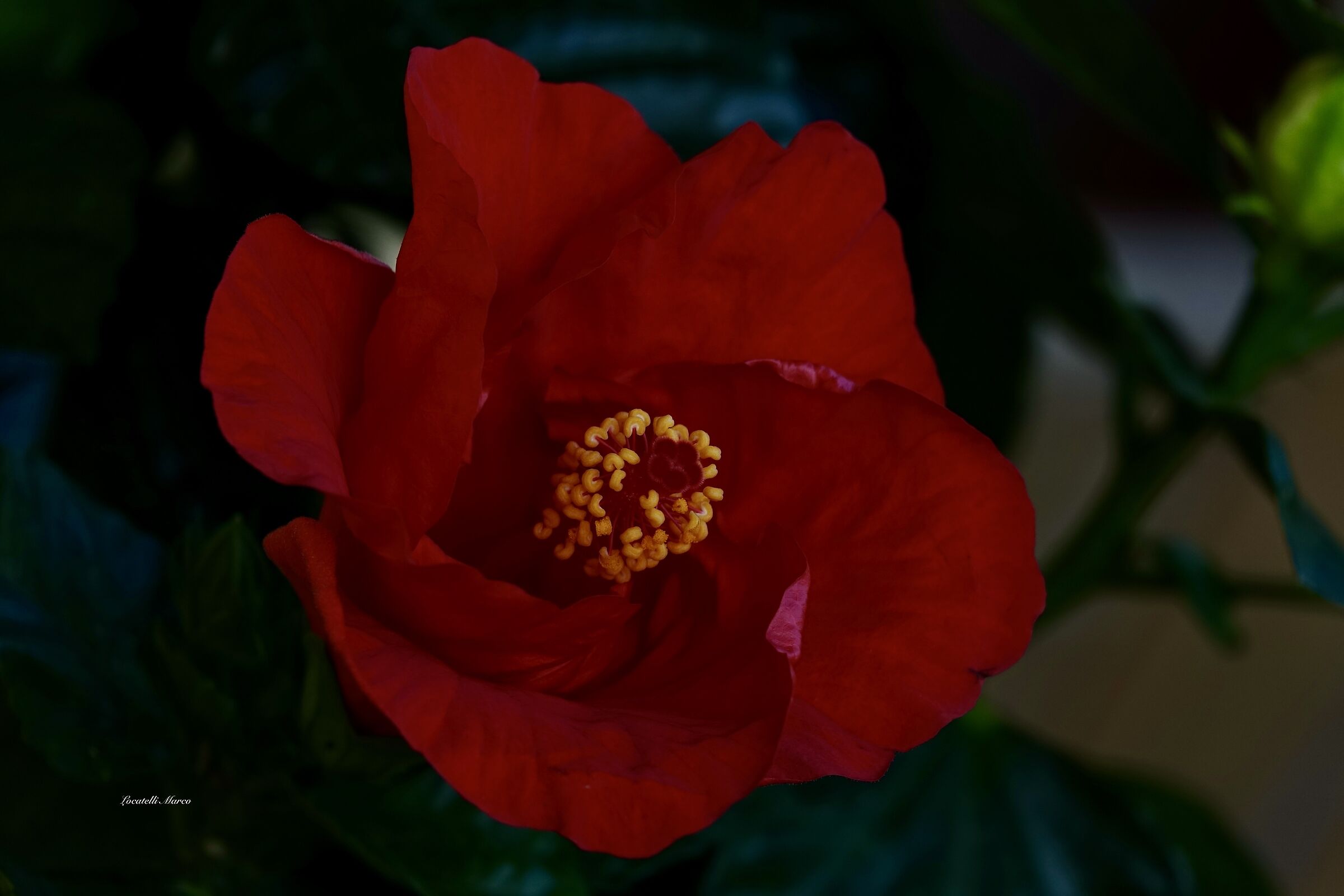 Hibiscus
