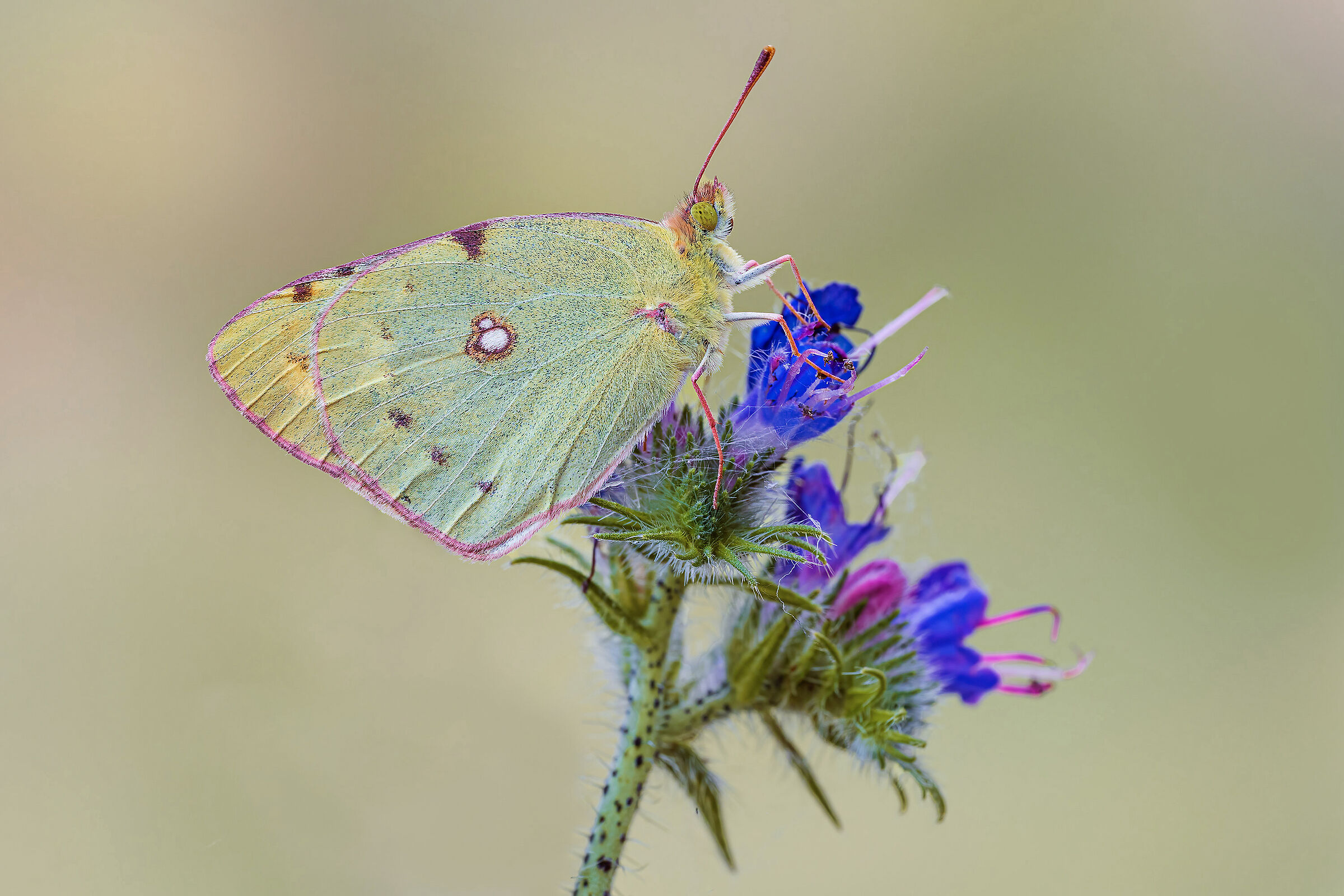 Colias crocea