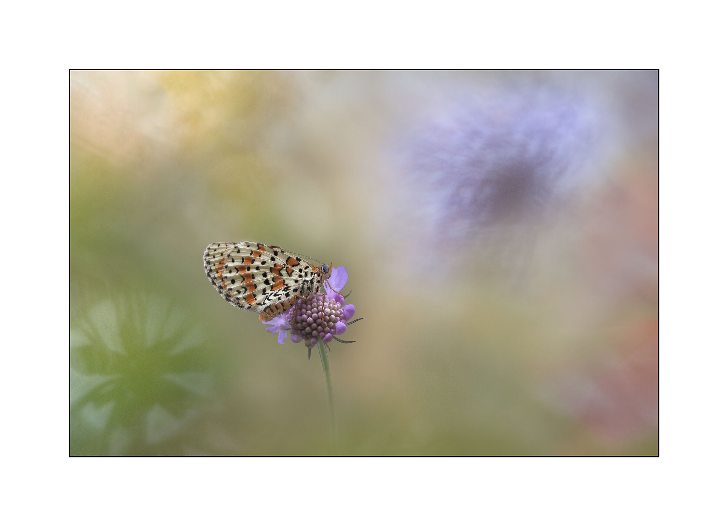 melitaea