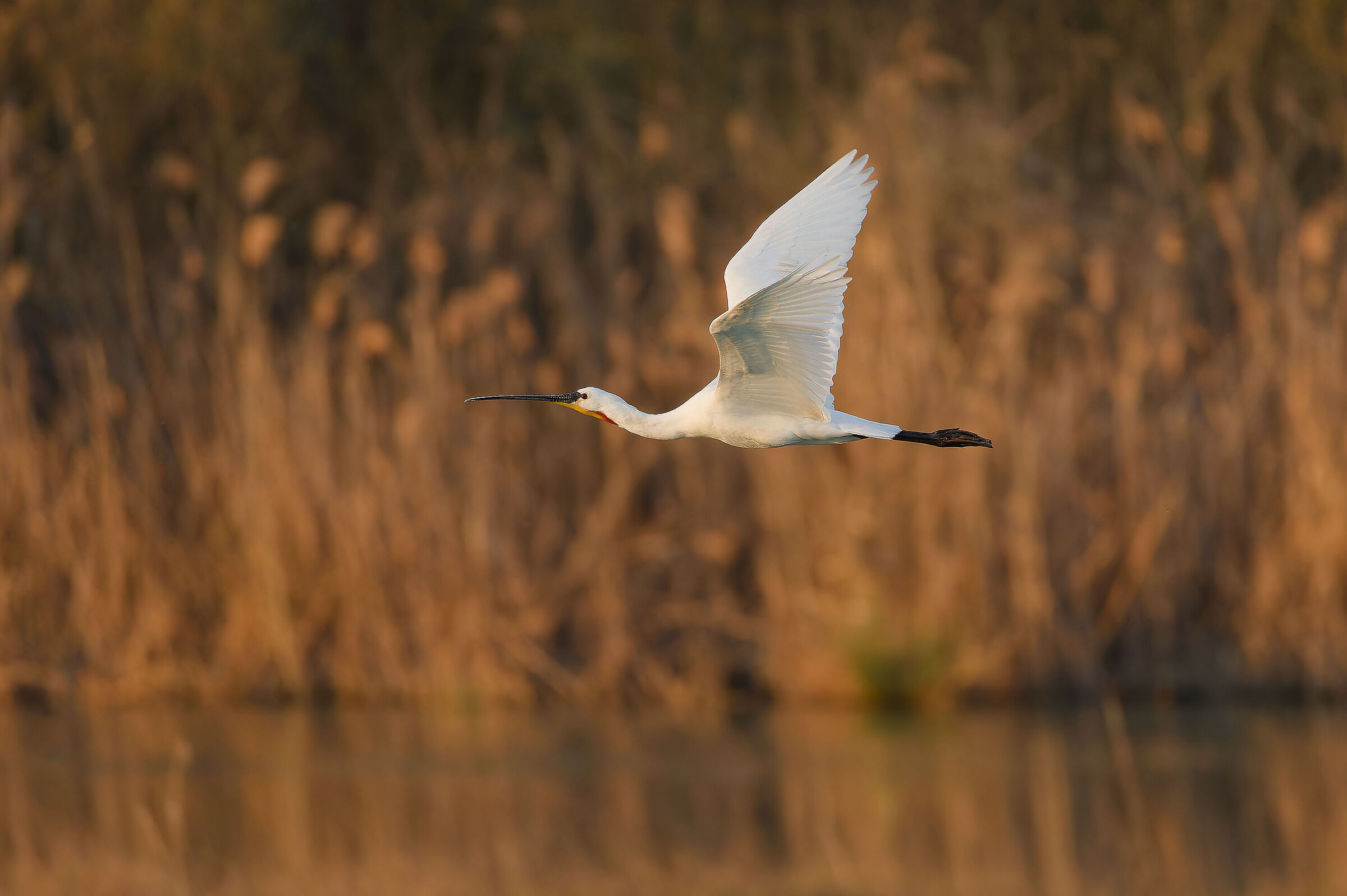 Palette knife, sunset