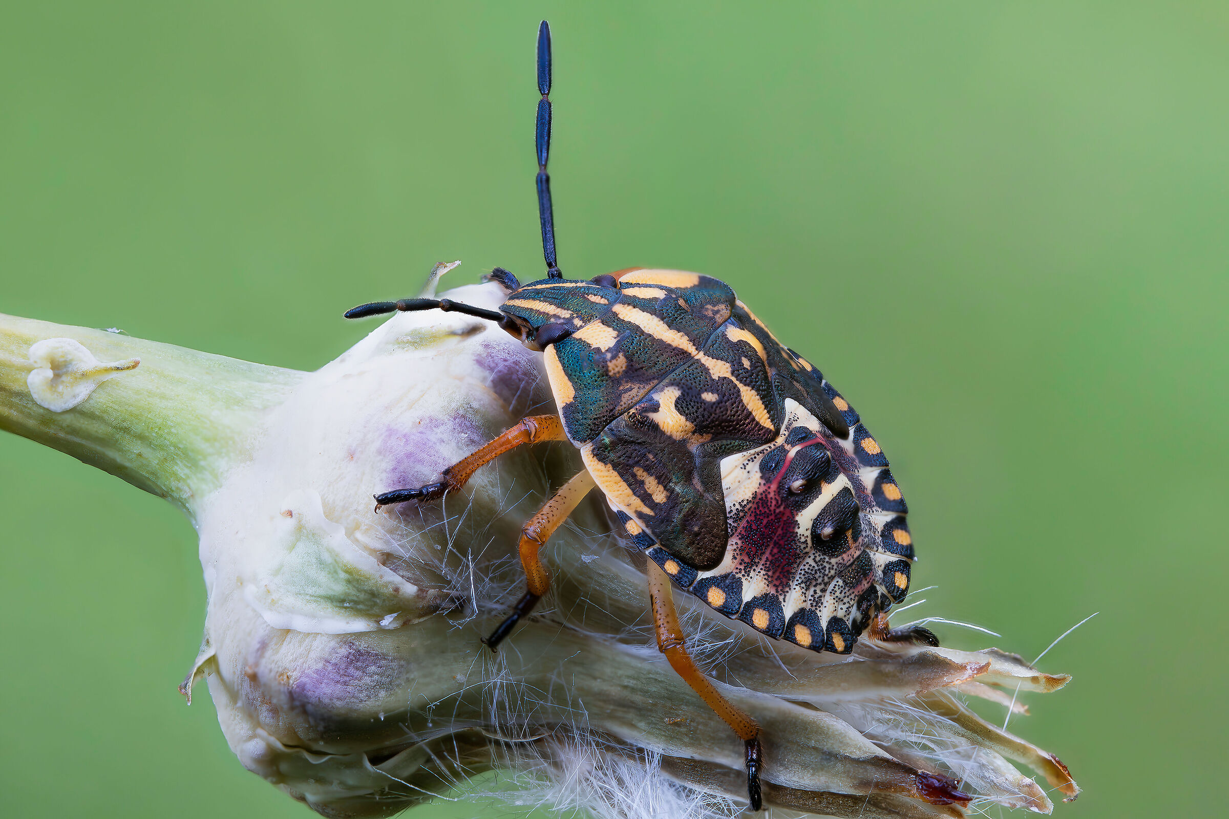 Ninfa di Carpocoris sp.