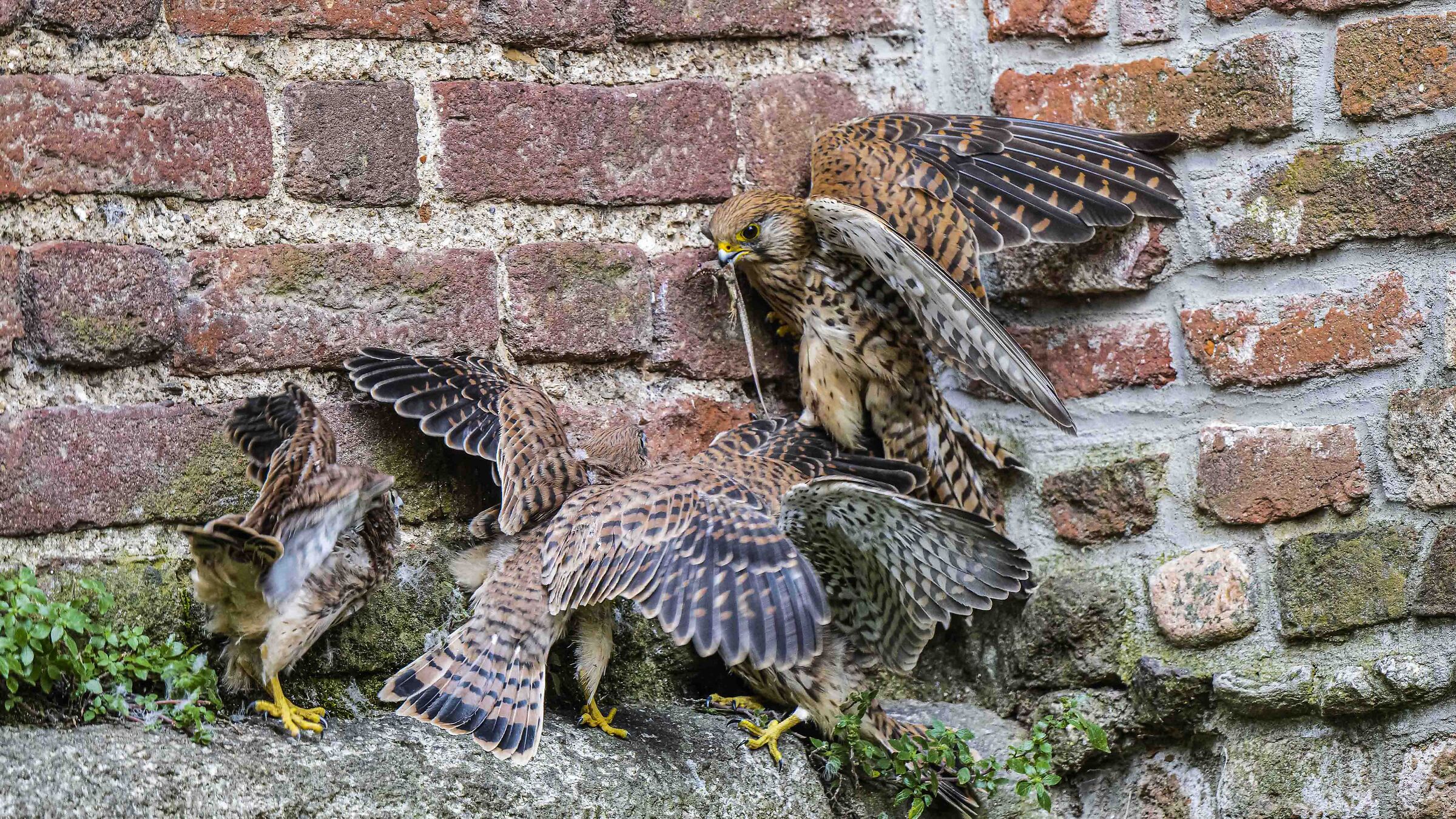 Chi sarà il fortunato !! che se lo pappa ?